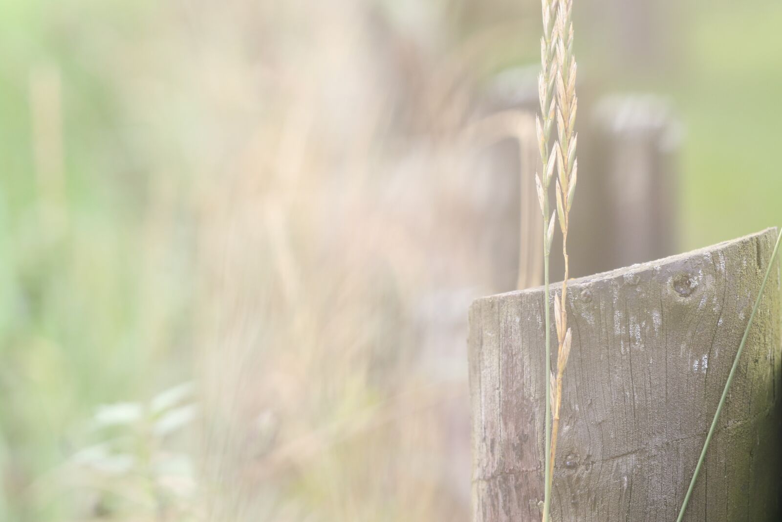 Canon EOS 7D Mark II sample photo. Nature, landscape, grid photography