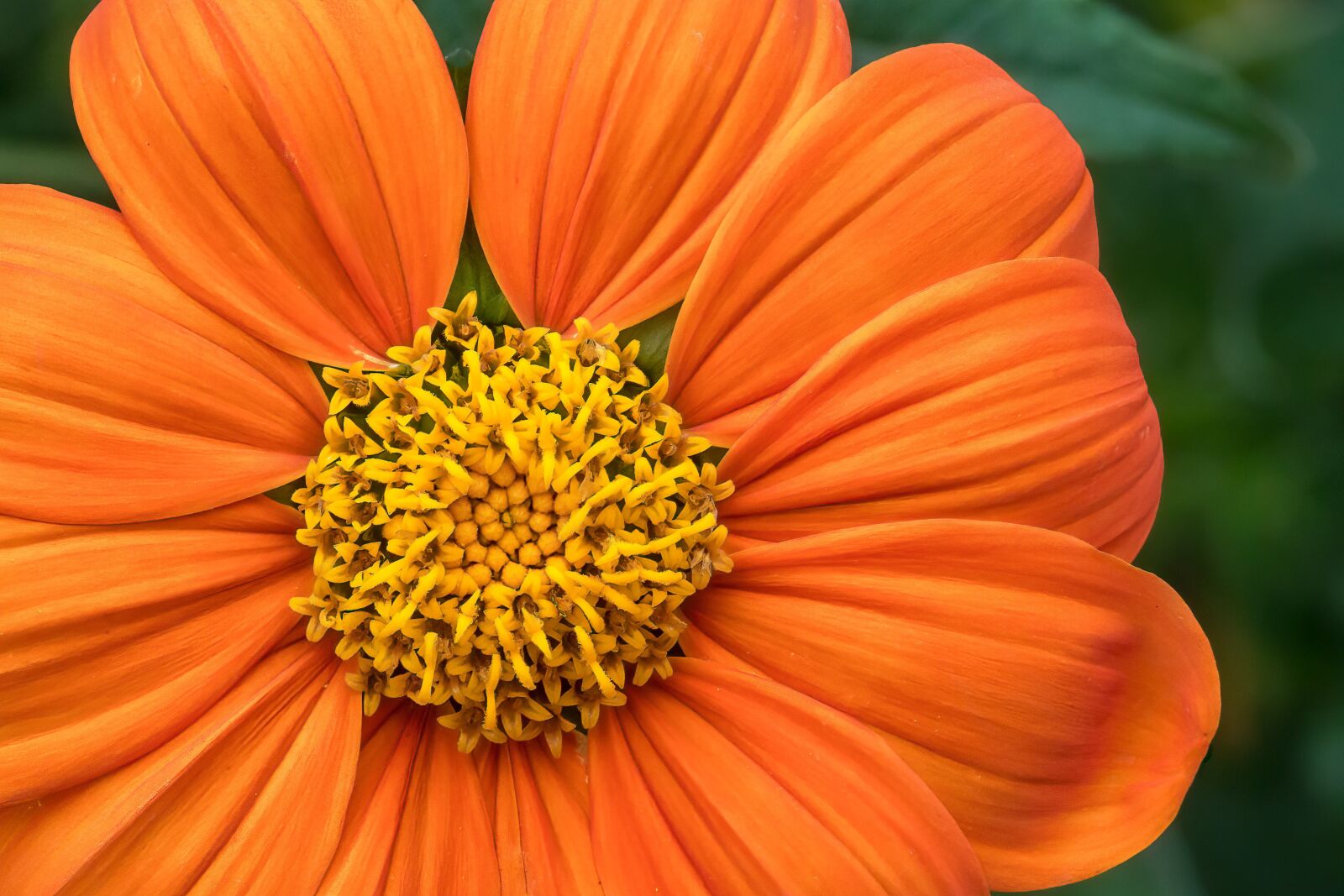 Canon EOS 5D Mark III sample photo. Flower, orange, petals photography
