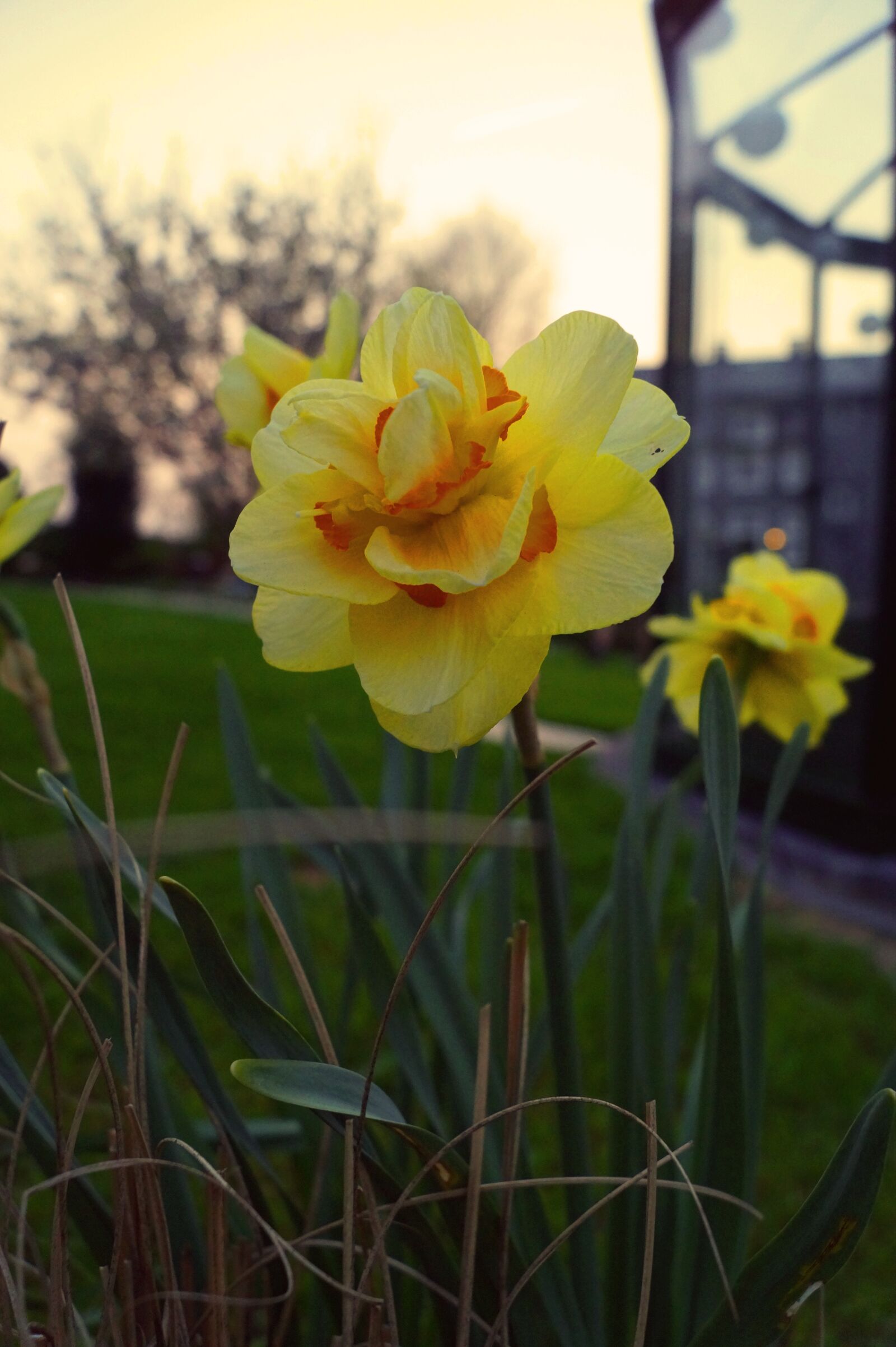 Sony DT 18-55mm F3.5-5.6 SAM II sample photo. Nature, flower, plant photography