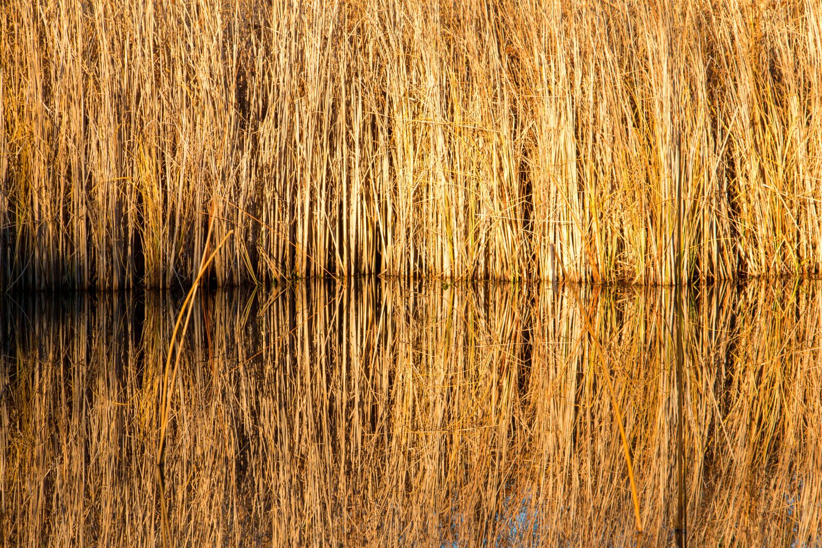 Canon EOS 70D sample photo. Reed, pond, yellow photography