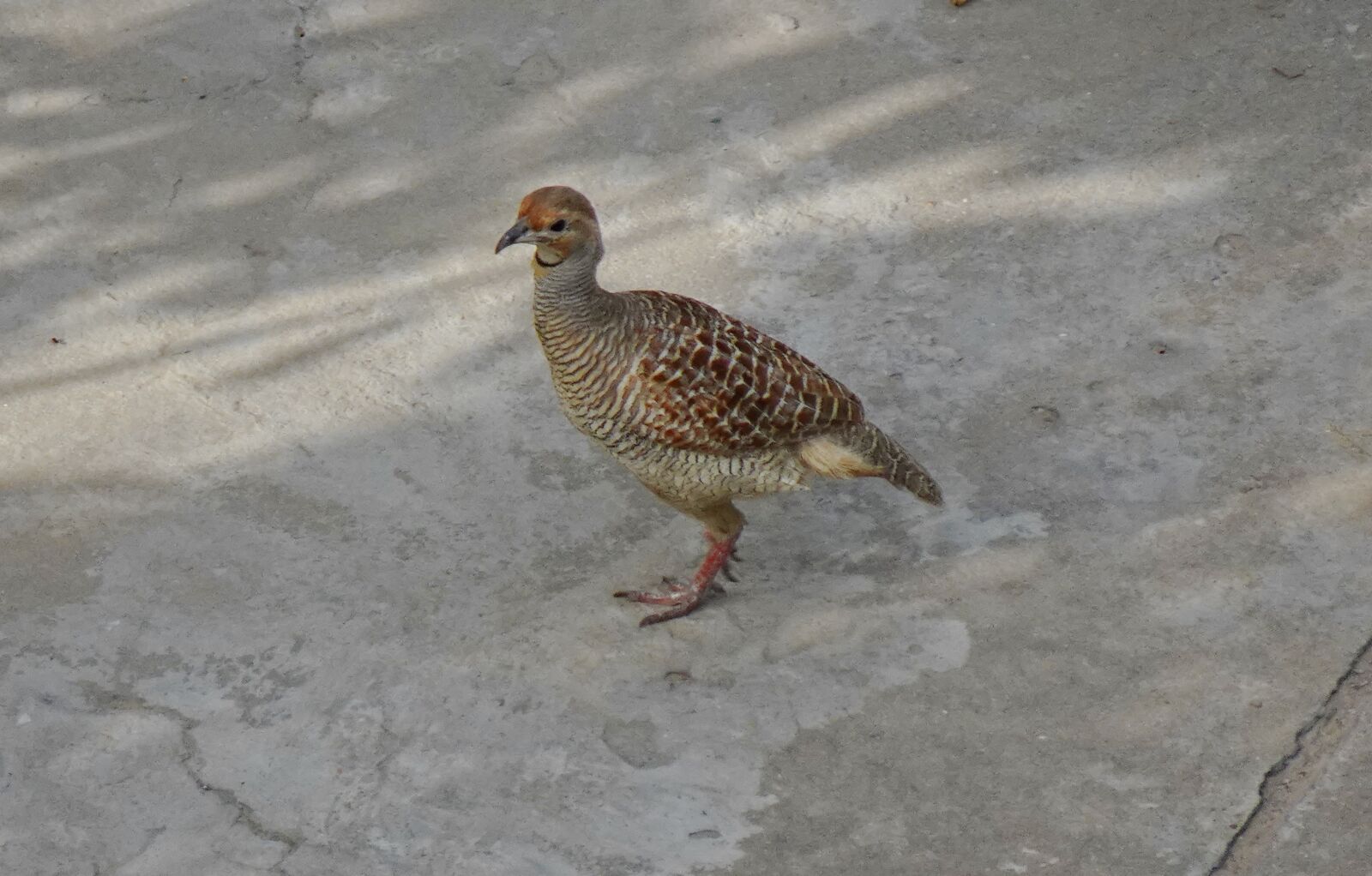 Sony DSC-WX800 sample photo. Bird, grey francolin, female photography