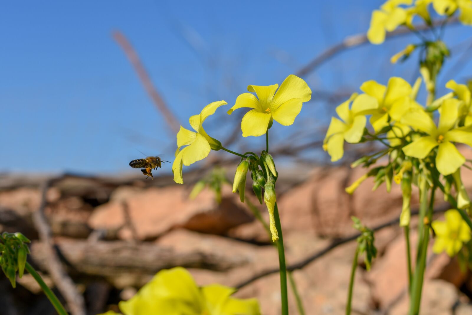 Nikon D3400 sample photo. Formentera, bee, yellow photography