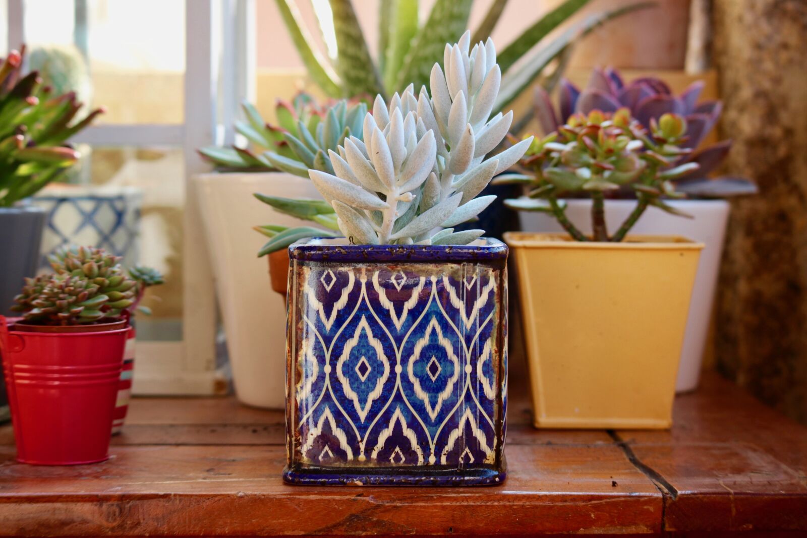 Canon EOS M sample photo. Fat plants, terracotta pots photography