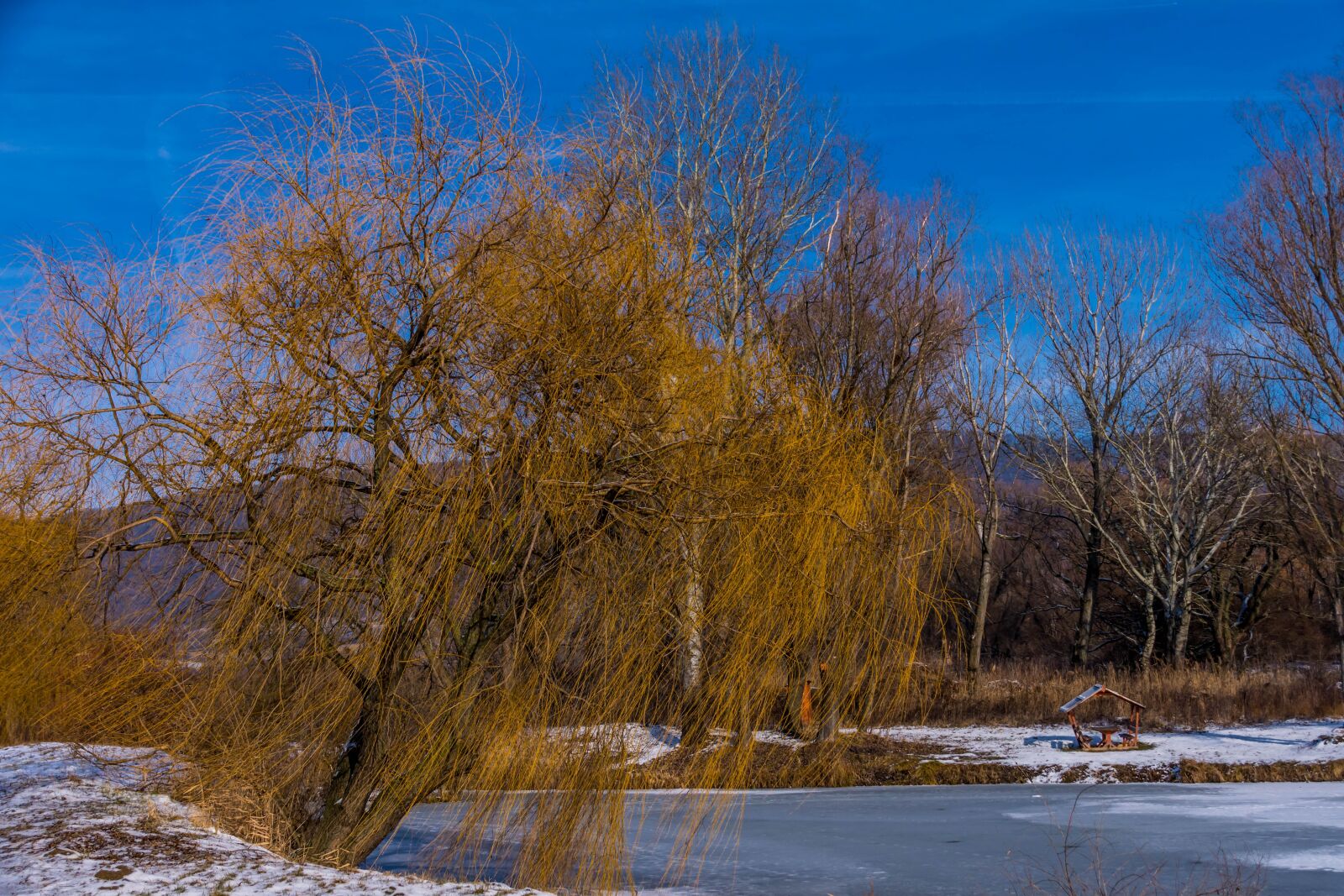 Nikon D7200 sample photo. Nature, wood, winter photography