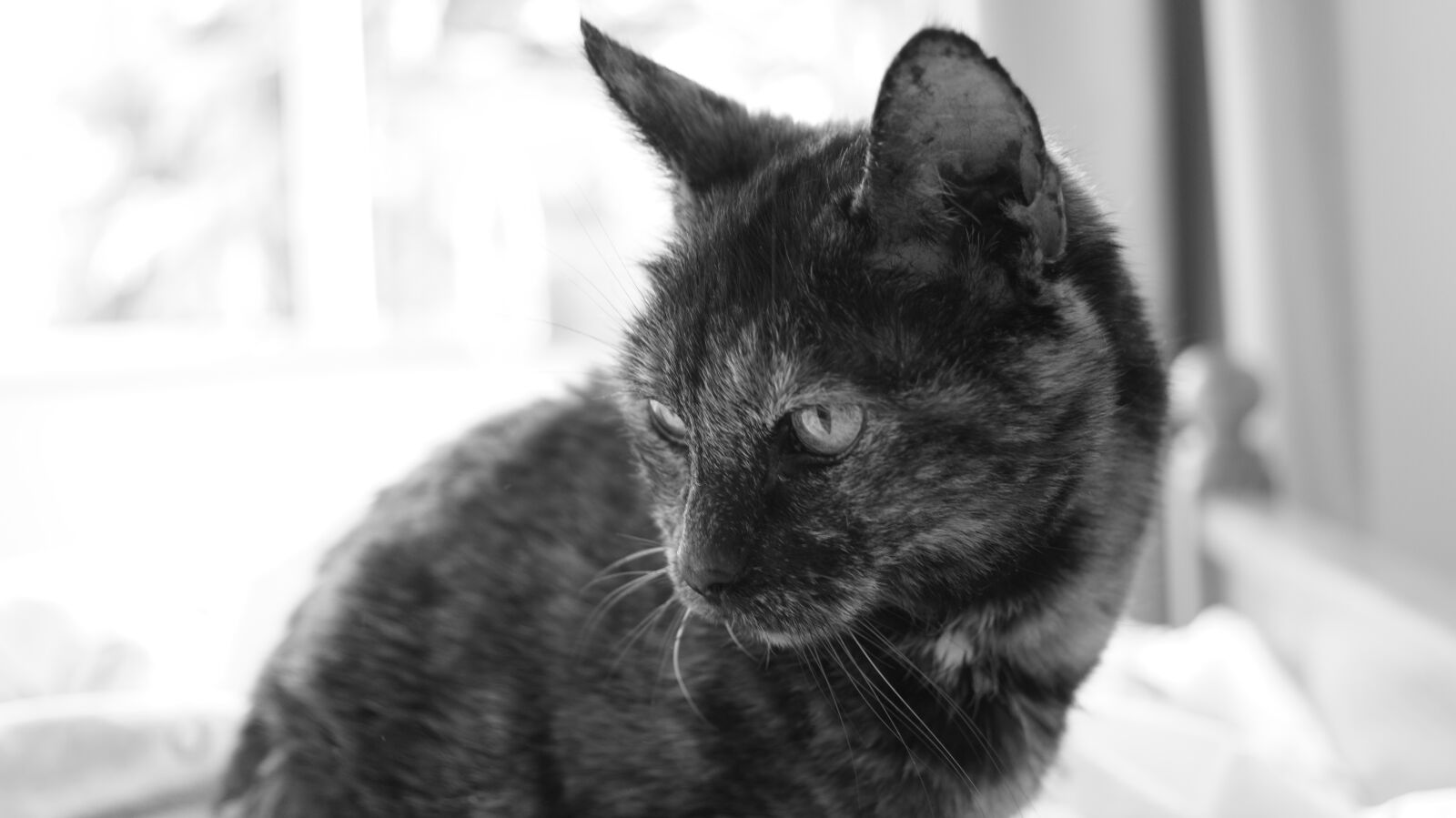 Sony SLT-A58 + Sony DT 30mm F2.8 Macro SAM sample photo. Grayscale, photography, of, cat photography