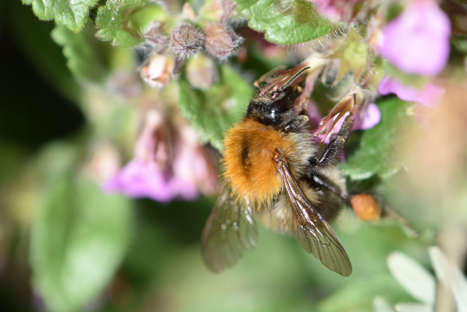 Nikon D5600 sample photo. Bee, honey bee, insect photography