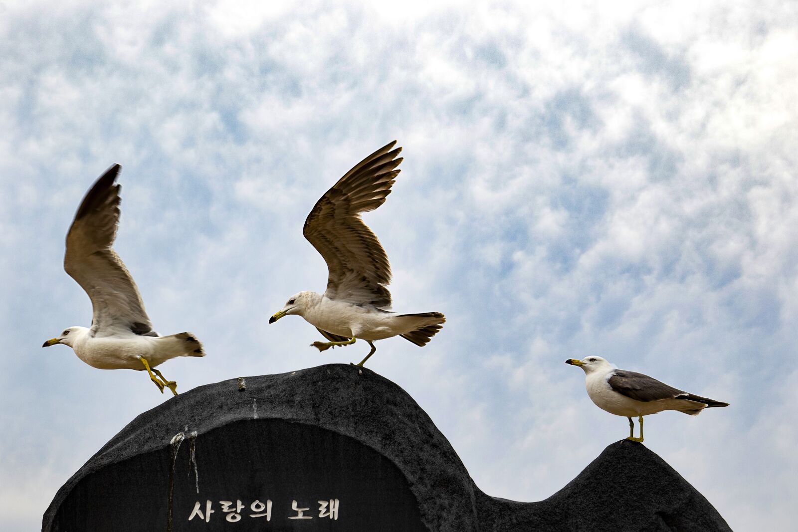 Canon EF 16-35mm F4L IS USM sample photo. Seagull, birds, nature photography