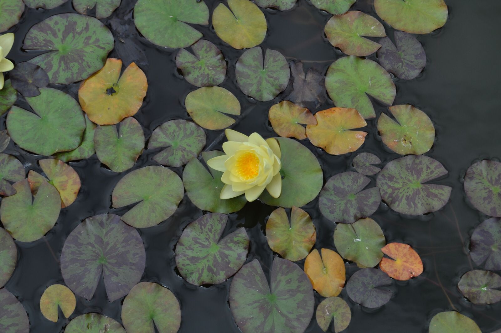 Nikon D5000 sample photo. Water lily, lanzarote, garden photography