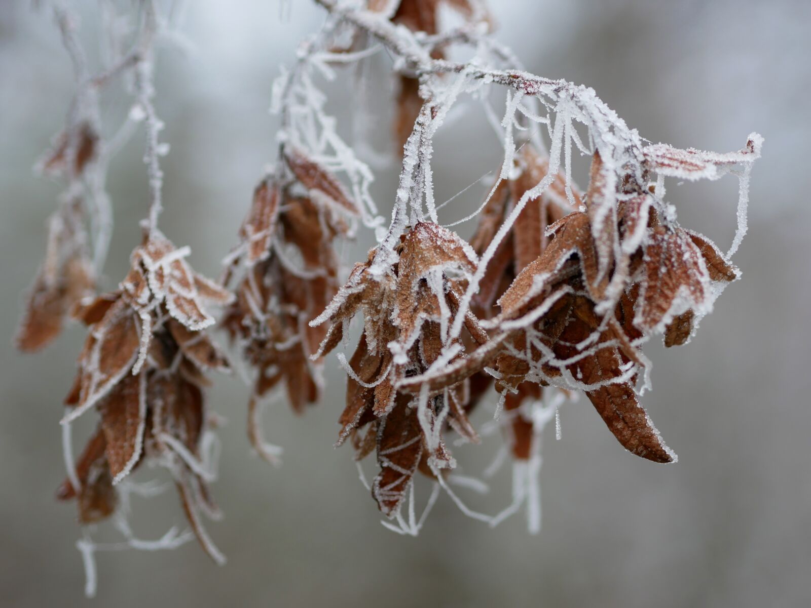 Panasonic Lumix DMC-GX85 (Lumix DMC-GX80 / Lumix DMC-GX7 Mark II) sample photo. Winter, hoarfrost, frost photography