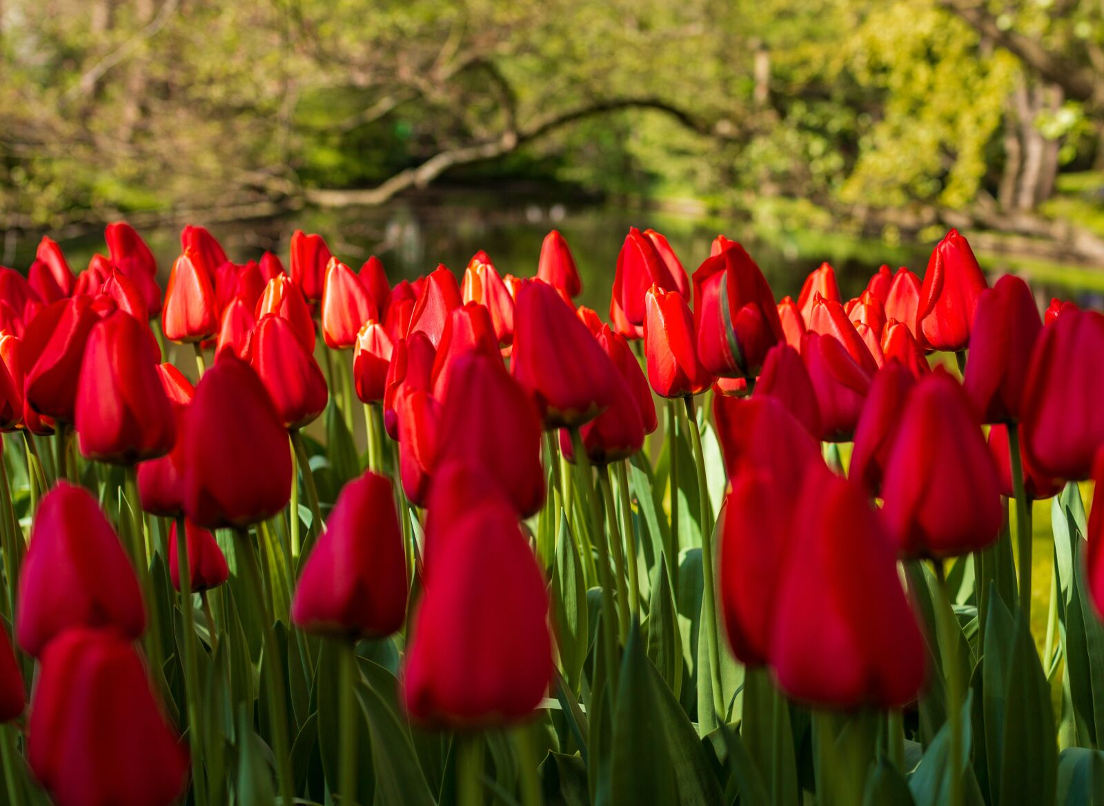 Canon EOS 700D (EOS Rebel T5i / EOS Kiss X7i) sample photo. Flower, tulips, garden photography