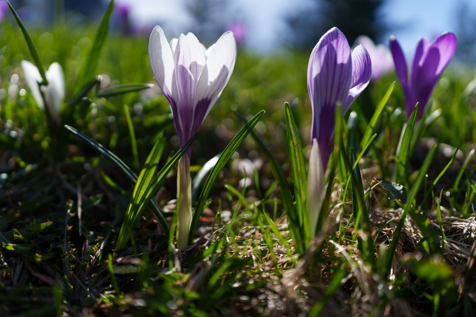 Sony a7R V sample photo. Flower season beginning photography