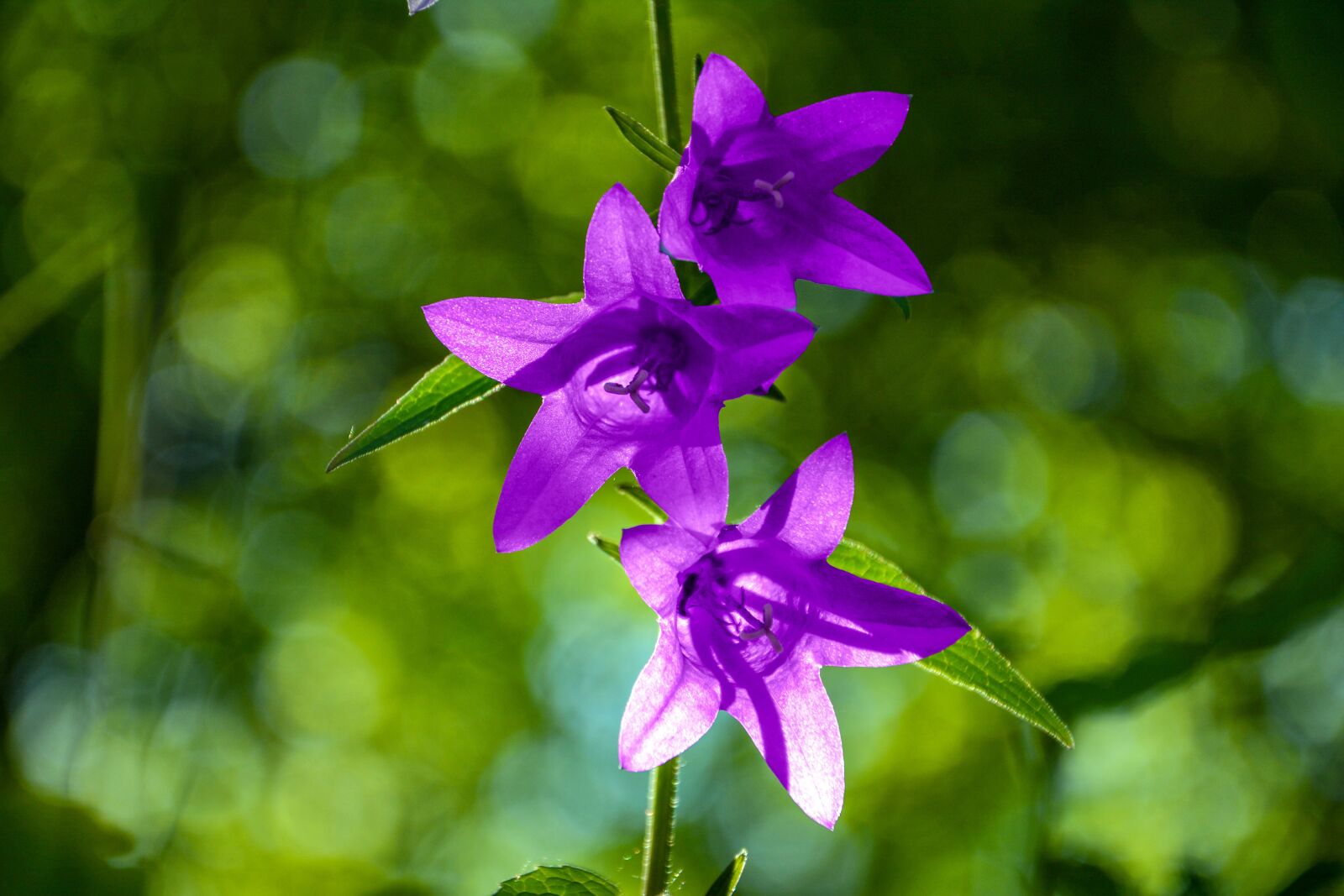 Nikon D7100 sample photo. Bellflower, close-up, detail photography