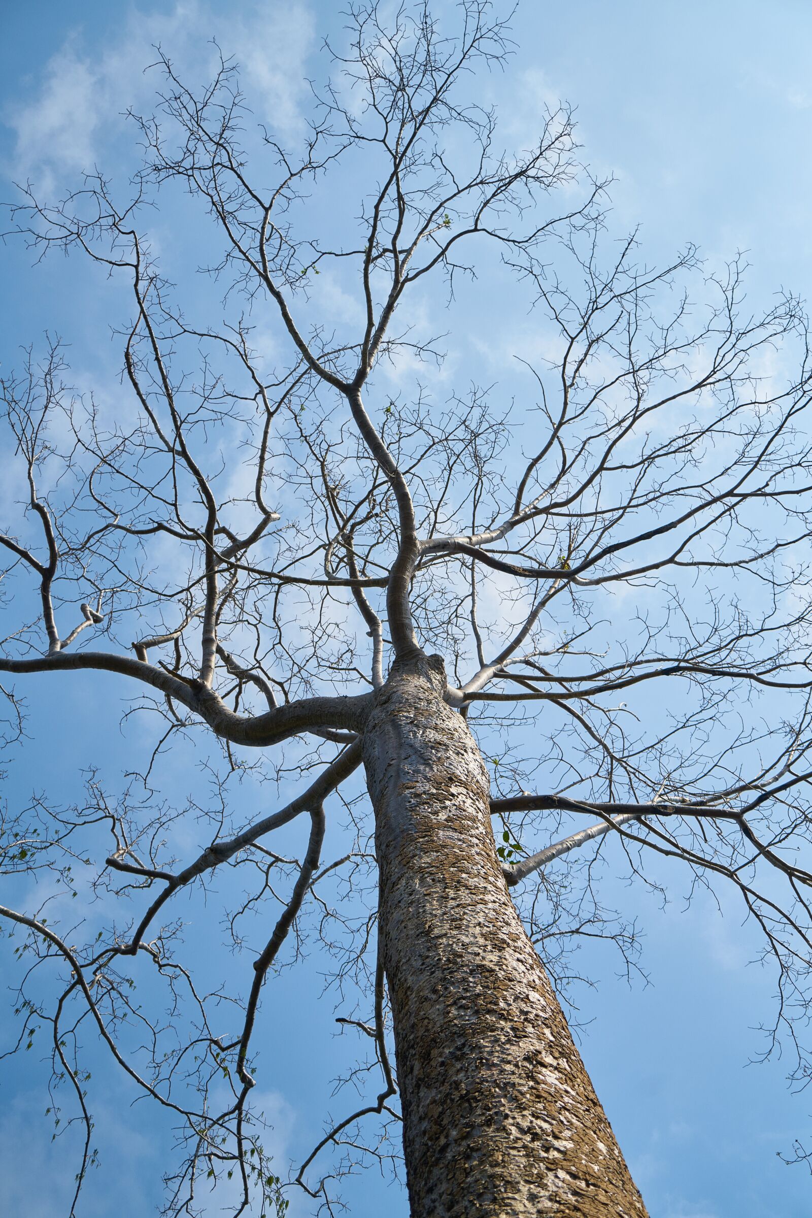 Sony a7R II sample photo. Tree, high, blue photography