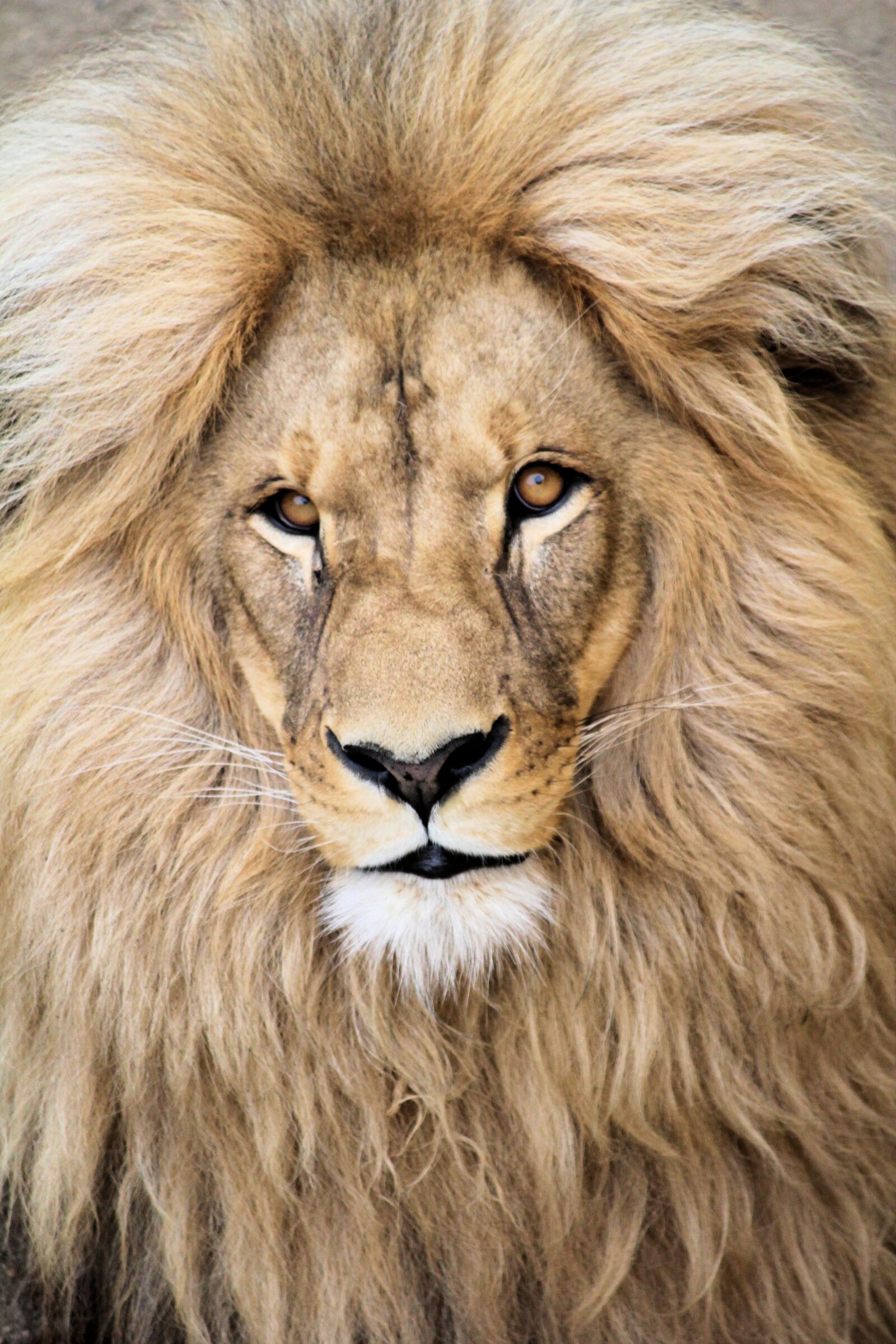 Canon EOS 550D (EOS Rebel T2i / EOS Kiss X4) sample photo. The lion, animal, beast photography