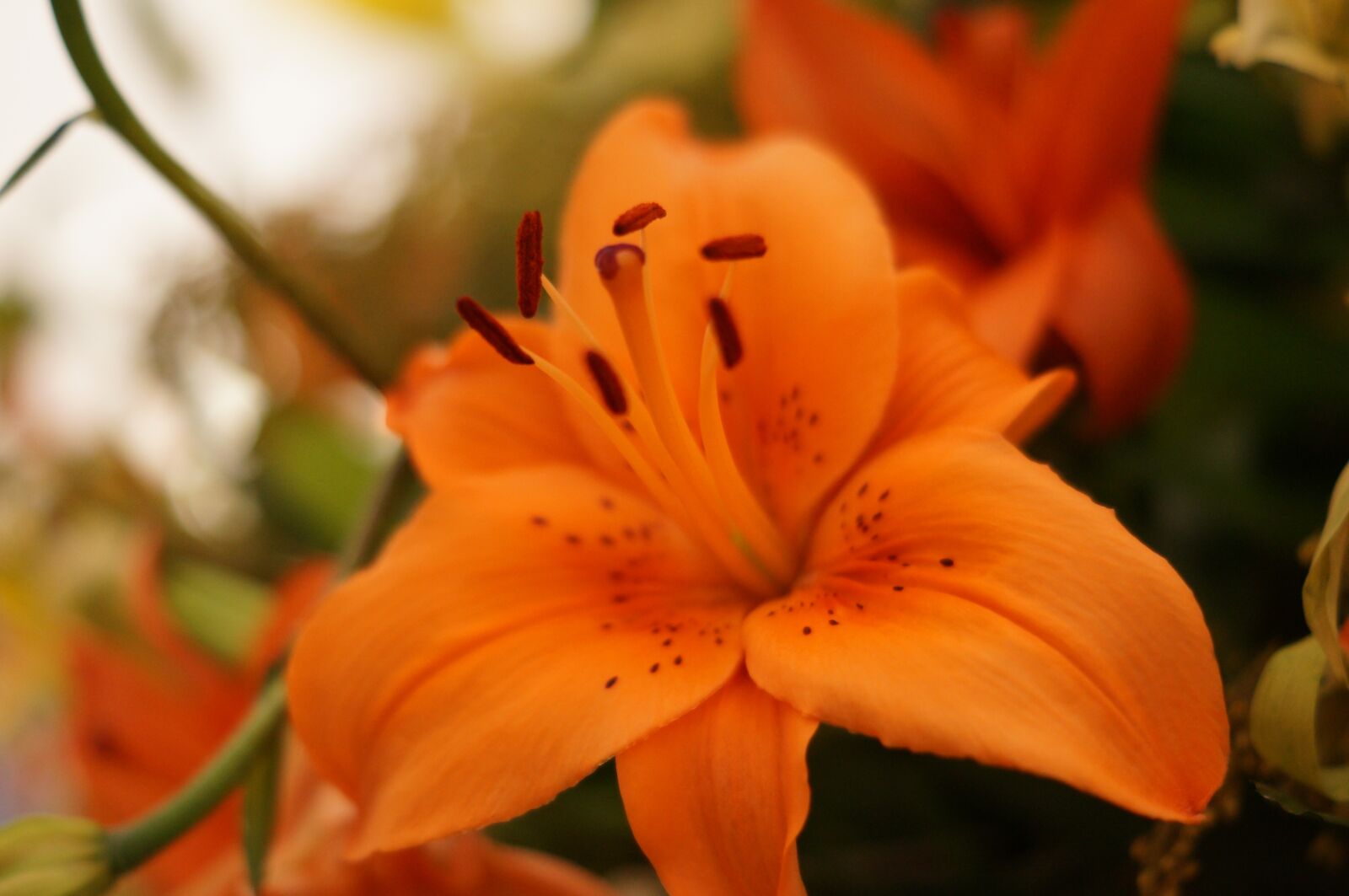 Sony SLT-A57 + Sony DT 50mm F1.8 SAM sample photo. Flower, orange, pistils photography