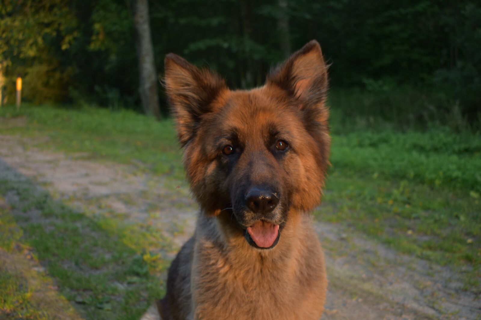 Nikon D5600 sample photo. Dog, shepherd, animals photography