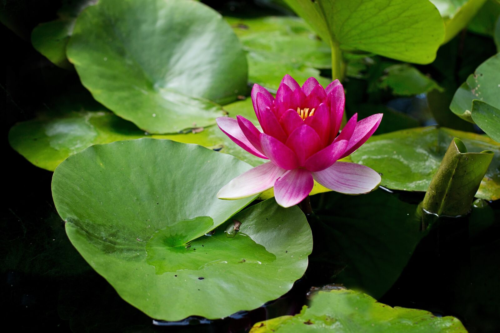 Canon EF 50mm F1.4 USM sample photo. Water lily, lily pad photography