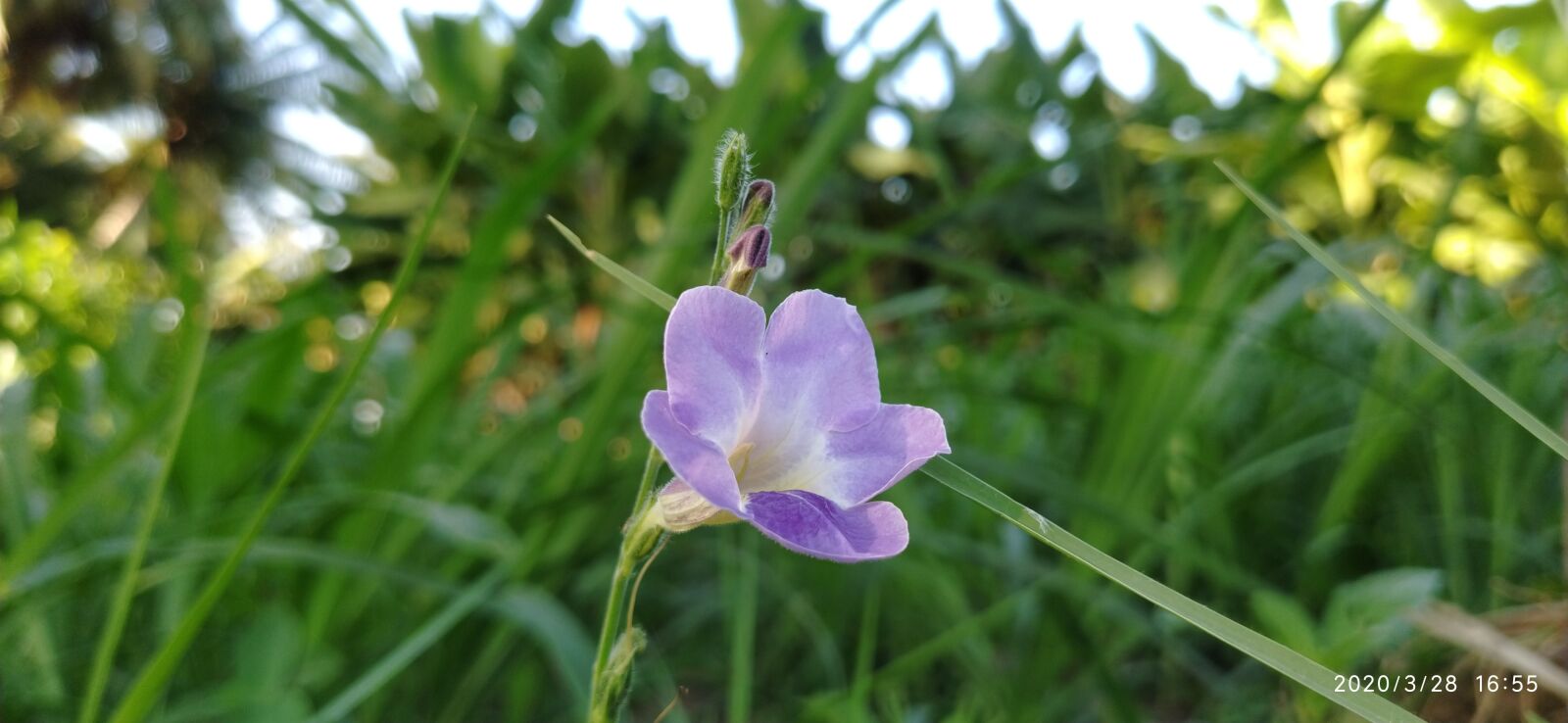 Xiaomi Mi A3 sample photo. Flowers, love nature, hari photography