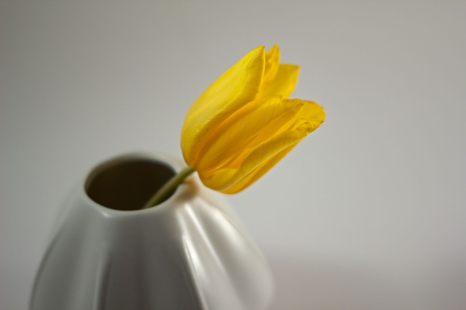 Canon EOS 60D + Canon EF 50mm F1.8 II sample photo. Tulip, flower, vase photography