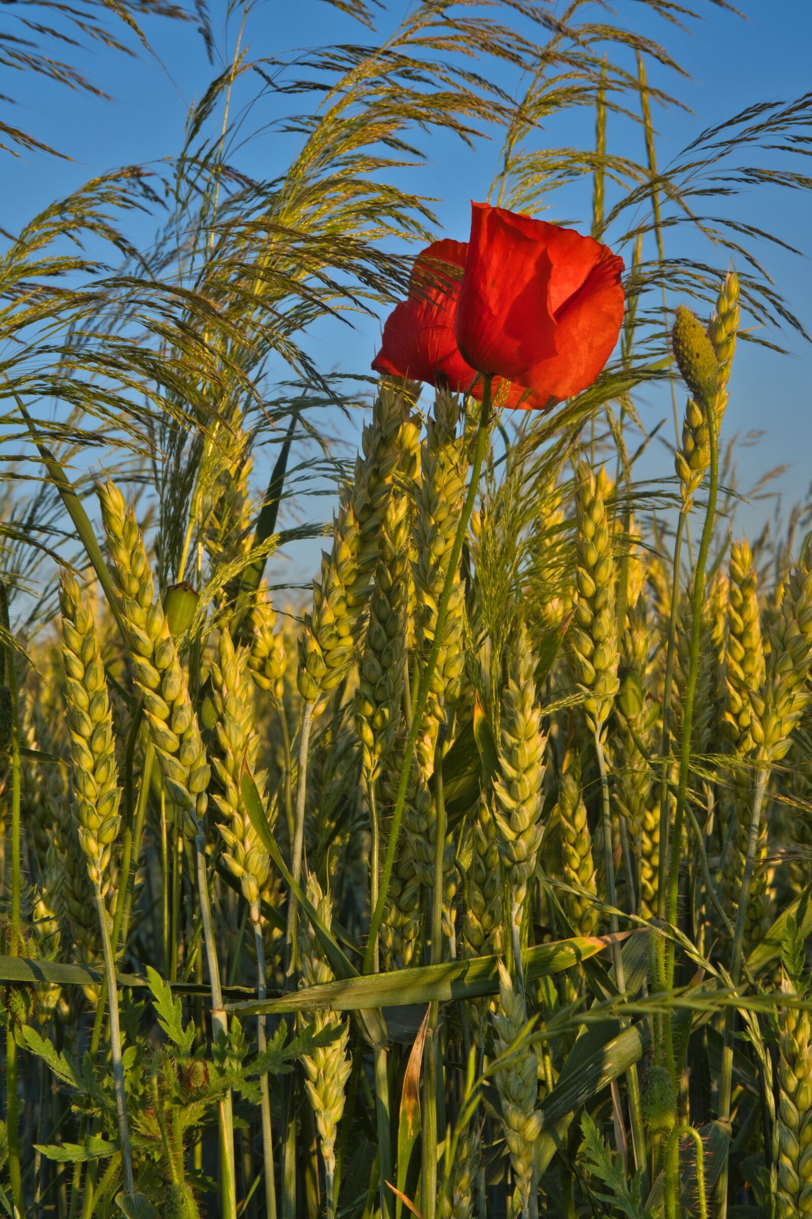 Sony a6400 sample photo. Poppy, wheat field, wheat photography
