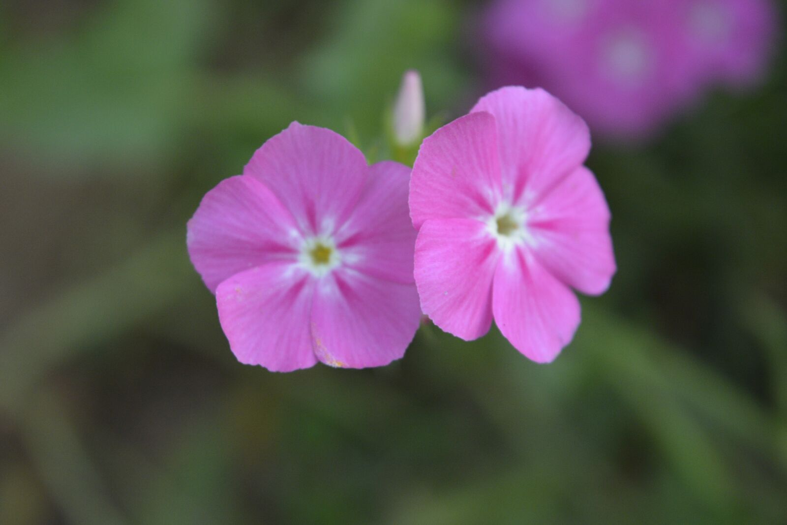 Nikon D5200 sample photo. Flower, flora, nature photography