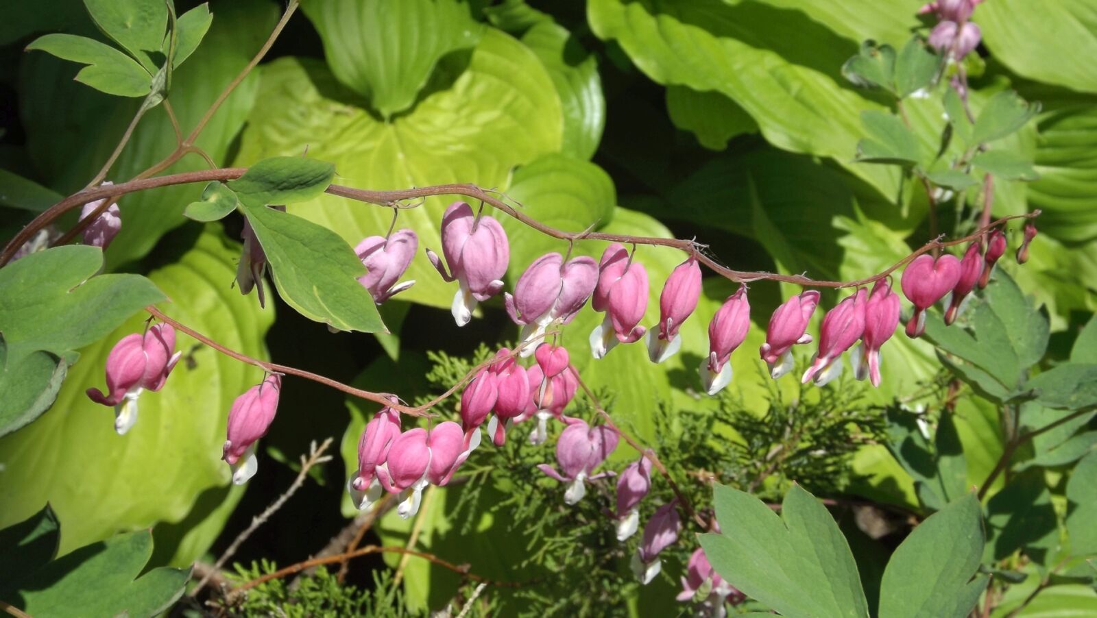 Fujifilm FinePix S3400 sample photo. Nature, plants, a garden photography