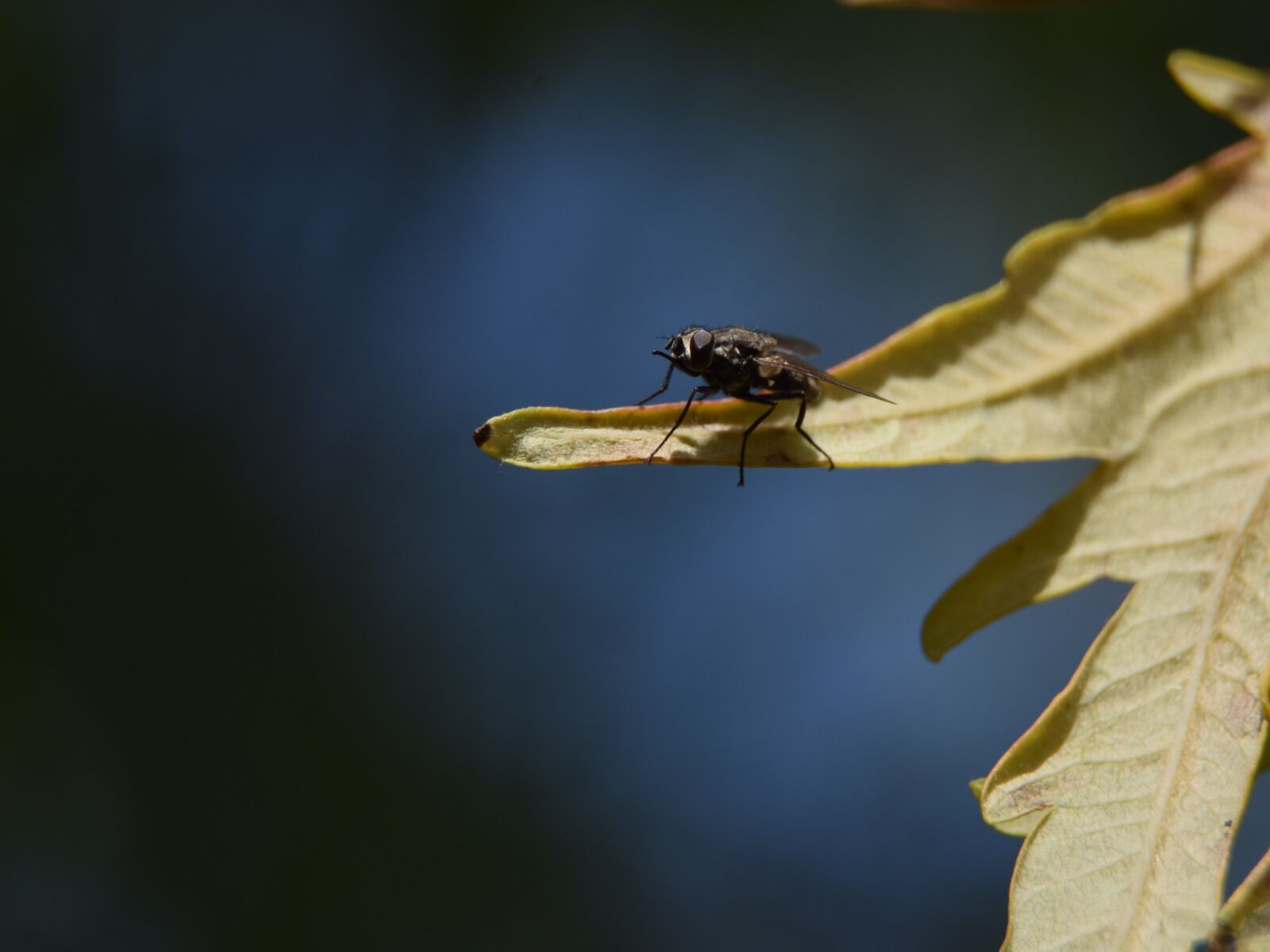 Nikon D5300 sample photo. Fly, macro, foliage photography