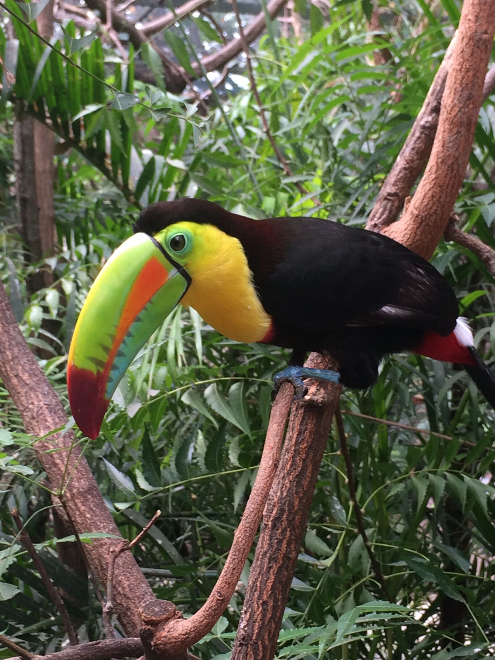 Apple iPhone 5s sample photo. Toucan, bird, colorful photography
