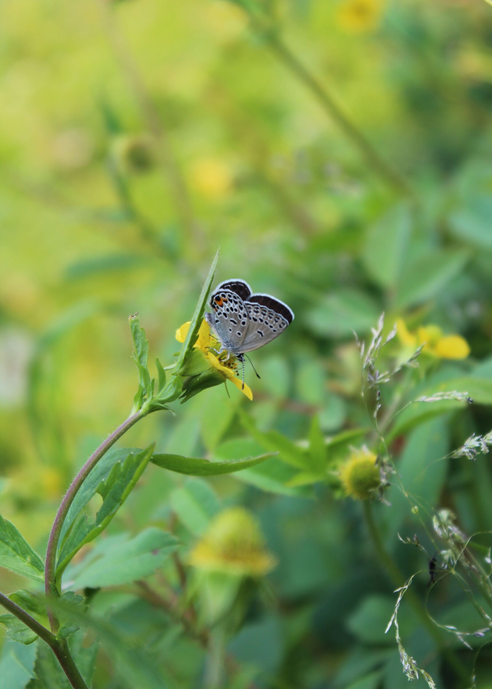 Canon EOS 1300D (EOS Rebel T6 / EOS Kiss X80) sample photo. Butterfly, nature, flower photography