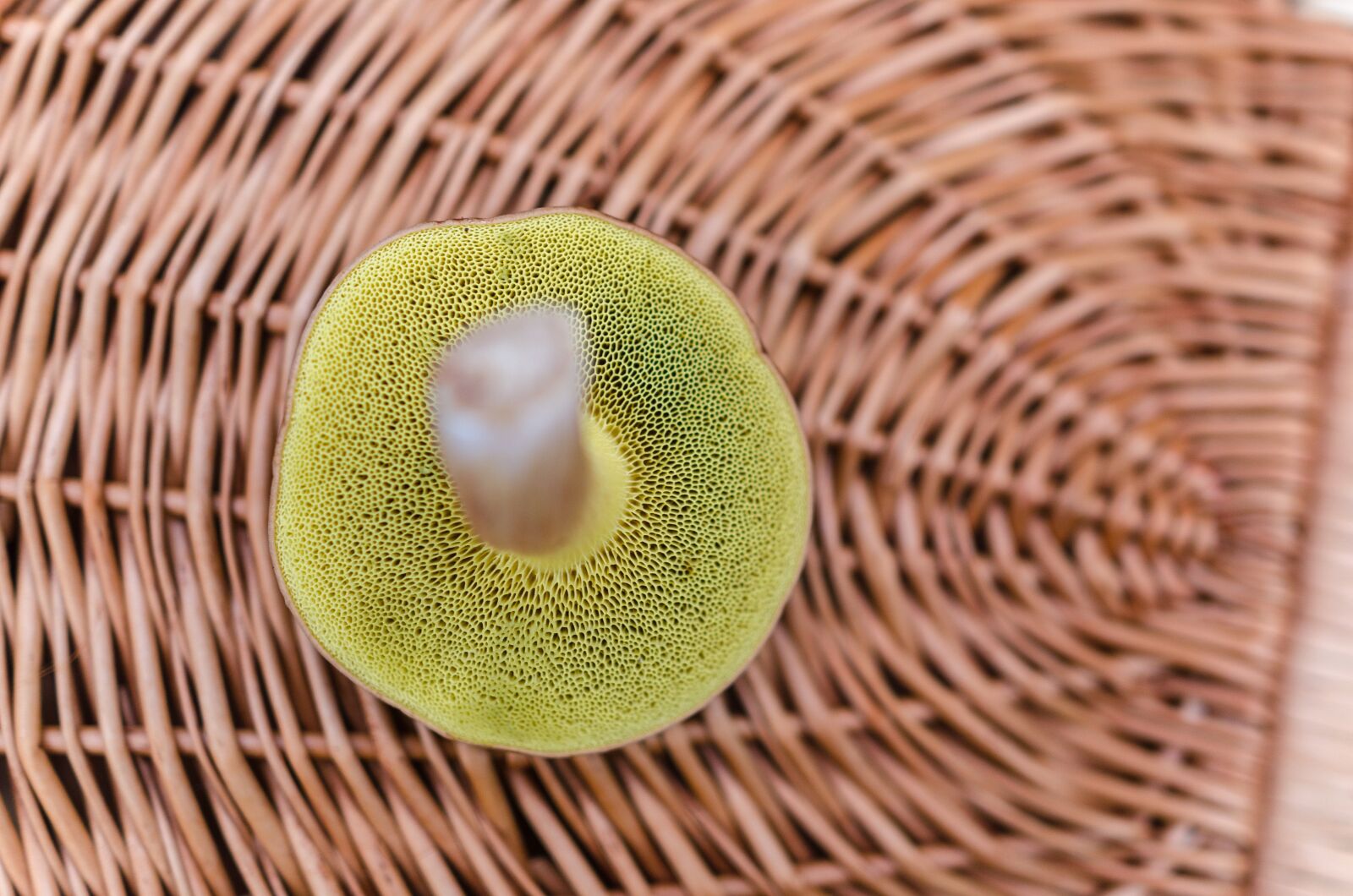 Nikon D5100 sample photo. Basket, food, forest photography