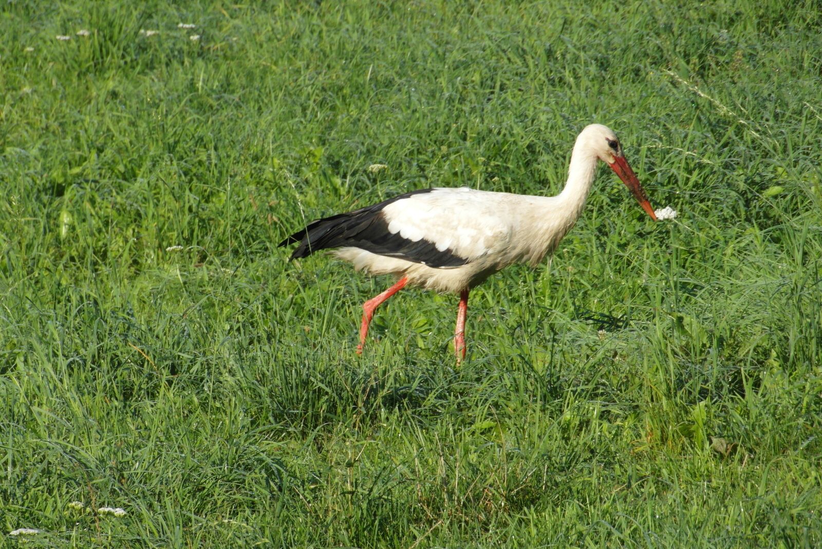 Samsung WB750 sample photo. Stork, meadow, bird photography