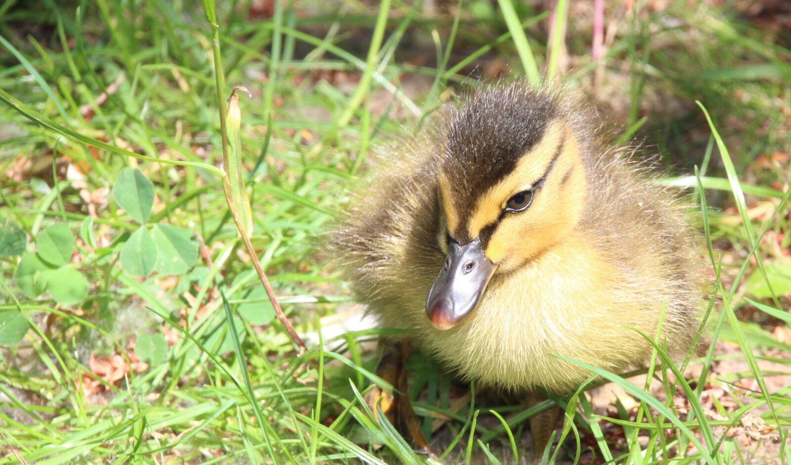 Canon EOS 1200D (EOS Rebel T5 / EOS Kiss X70 / EOS Hi) sample photo. Duckling, duck, yellow photography