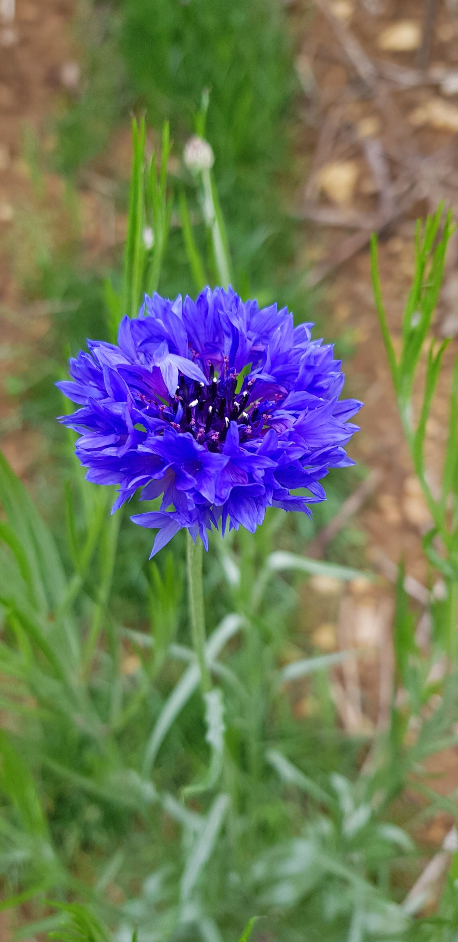 Samsung Galaxy S8 sample photo. Wild grass, wild flowers photography