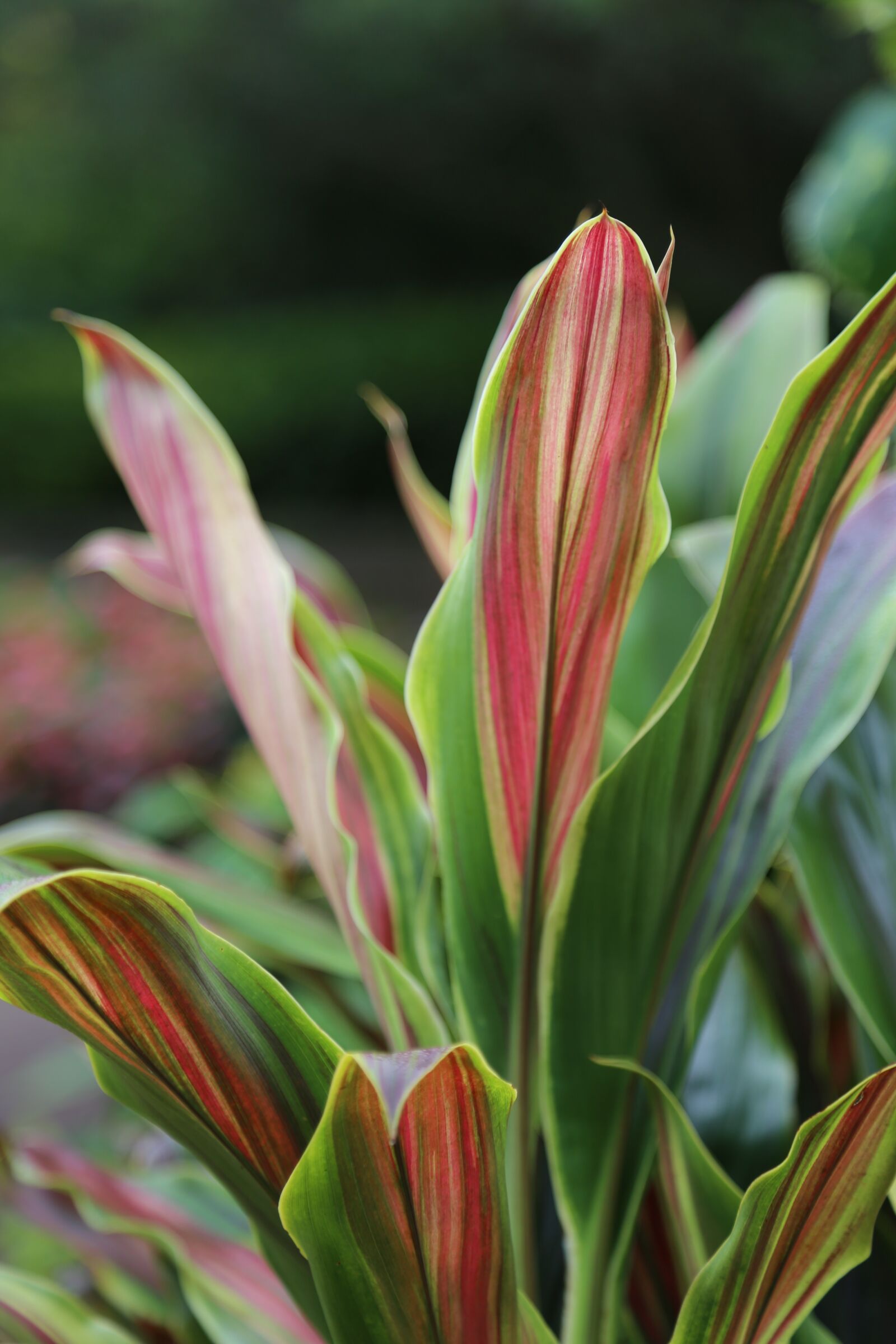 Canon EOS 6D + Canon EF 24-105mm F4L IS USM sample photo. Leaf, the leaves, nature photography