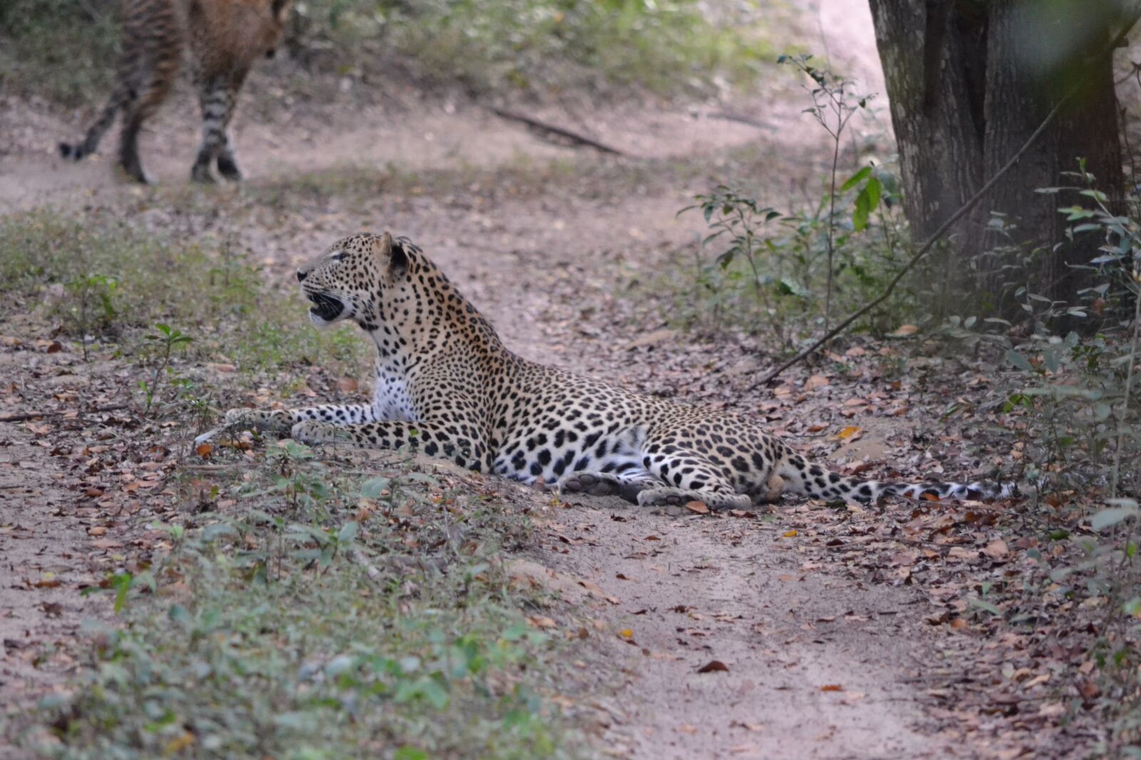 Nikon D3100 sample photo. Leopard, sri lanka, wildlife photography