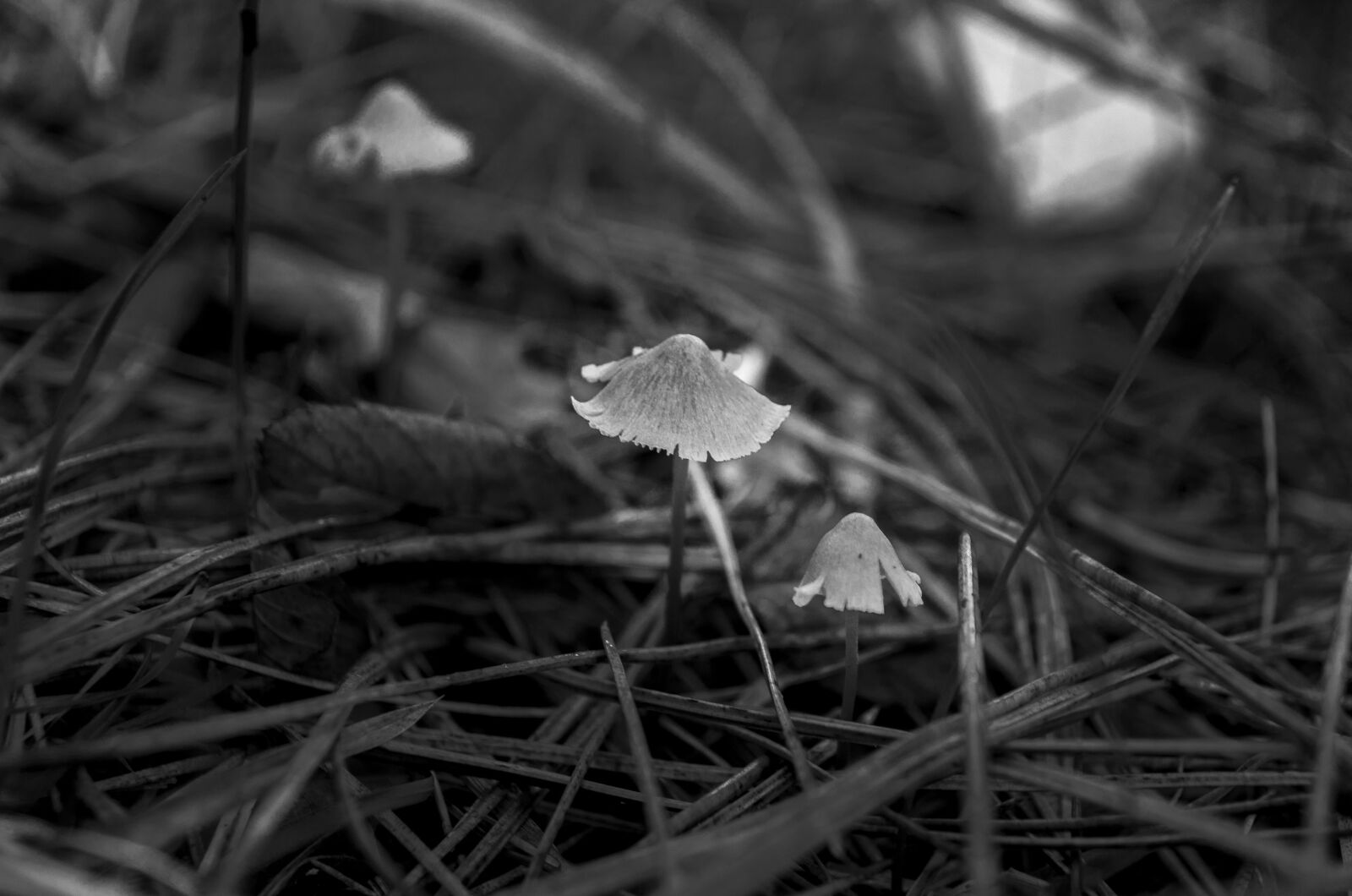 Nikon D5100 sample photo. Black, and, white, close photography