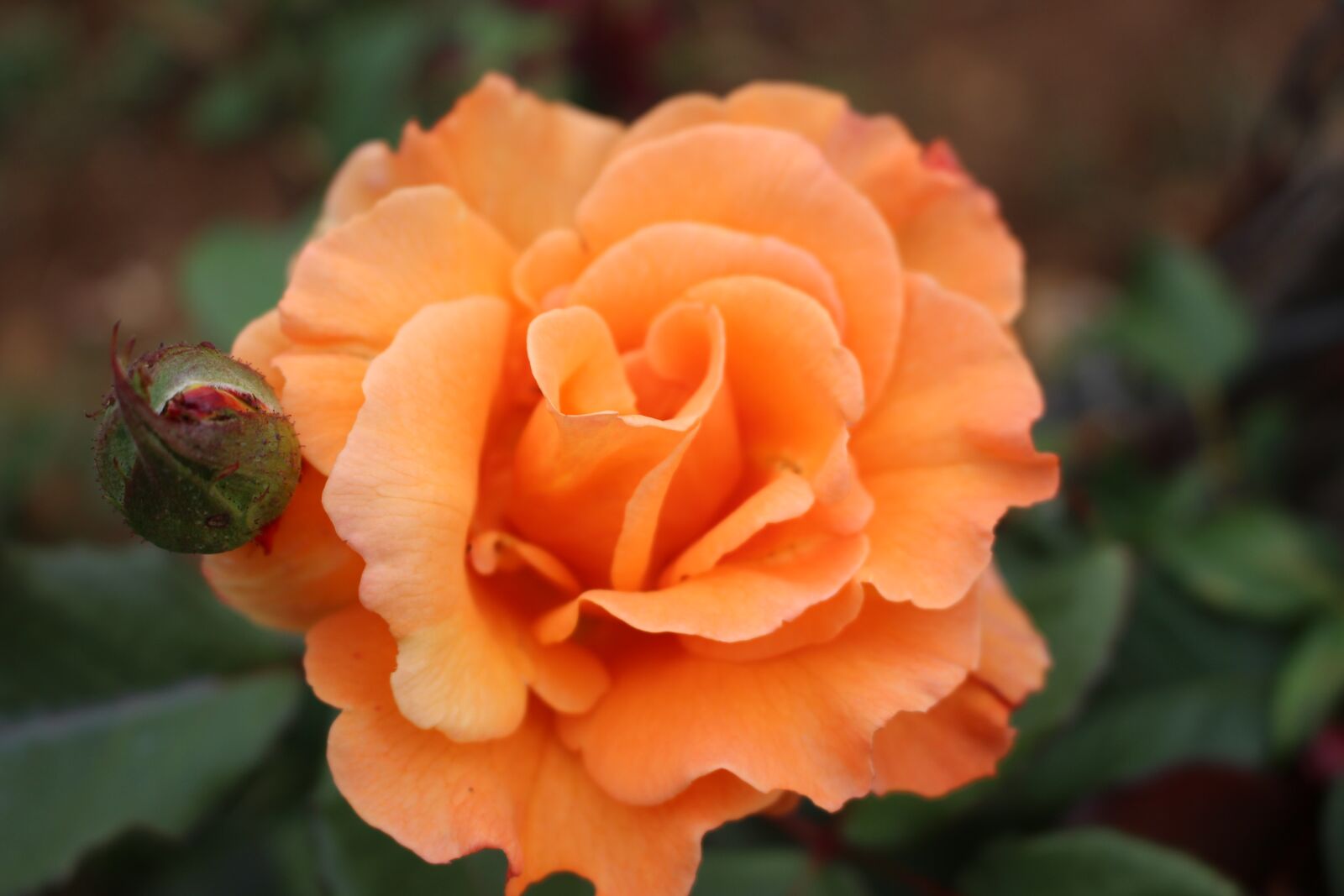 Canon EOS 700D (EOS Rebel T5i / EOS Kiss X7i) sample photo. Rose, bud, flower photography