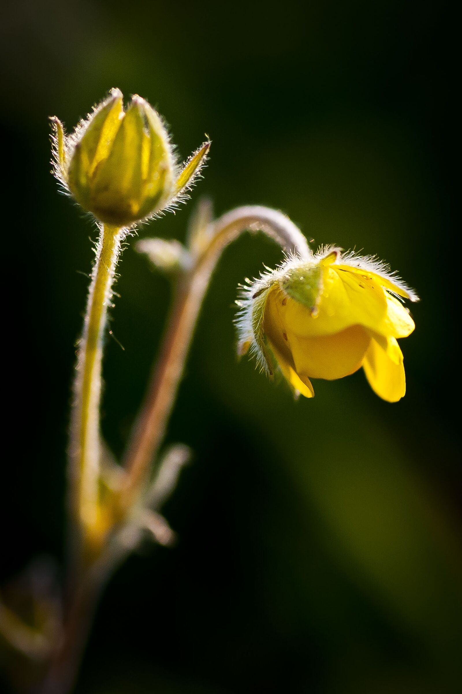 Nikon D80 sample photo. Flower, macro, yellow photography