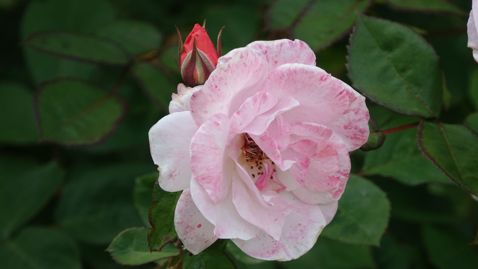 Sony Cyber-shot DSC-RX10 III sample photo. Pink, perfume, petals photography