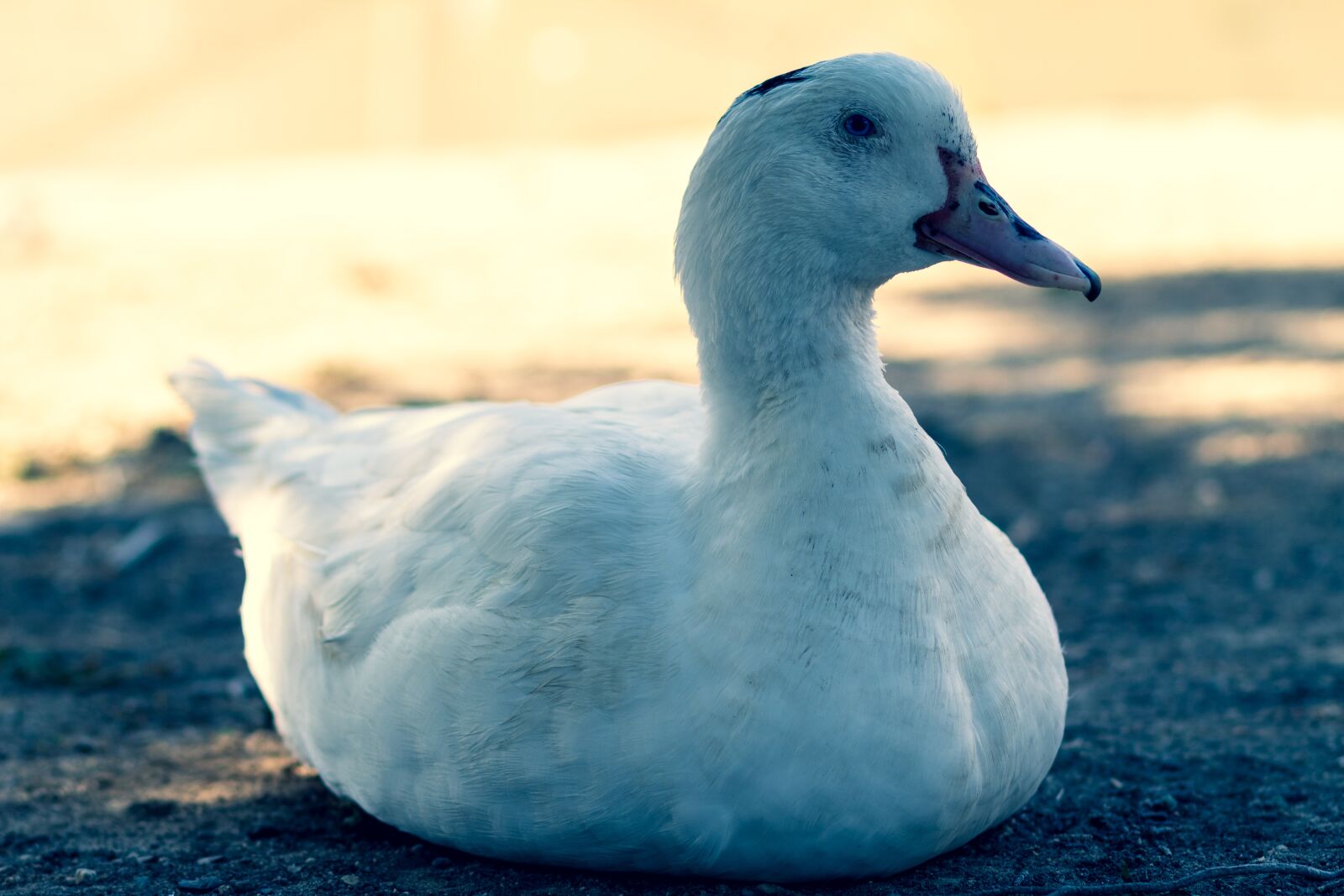 Canon EOS 1300D (EOS Rebel T6 / EOS Kiss X80) + Canon EF 85mm F1.8 USM sample photo. Duck, oca, chicks photography