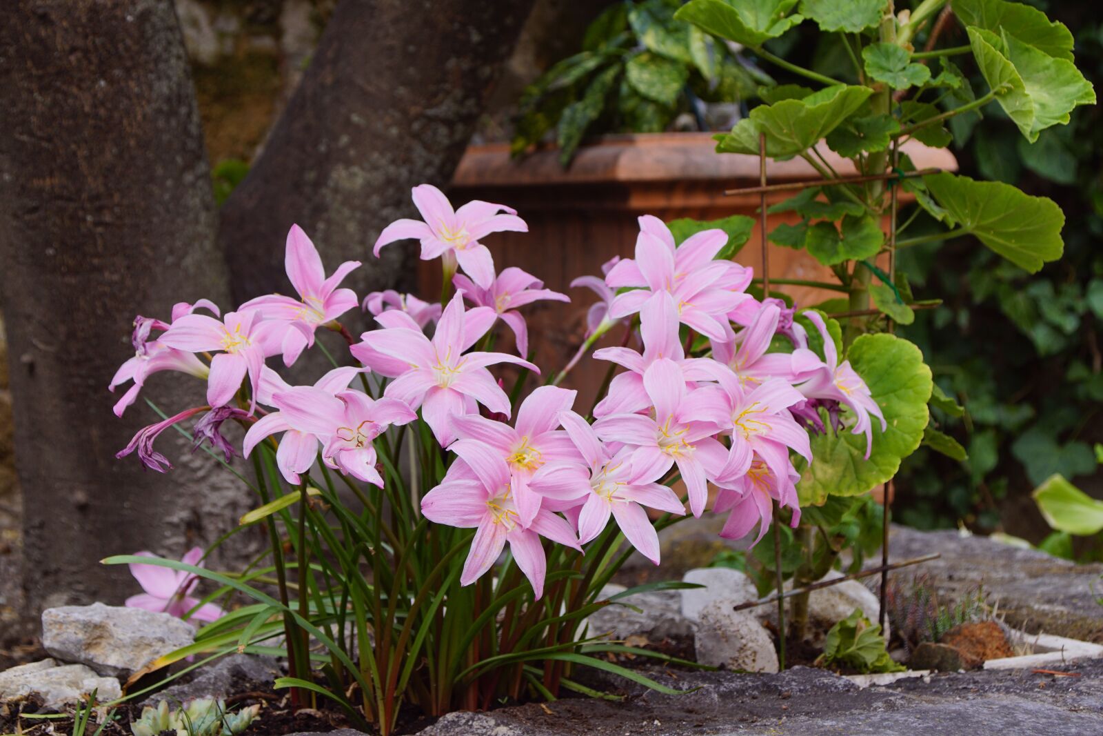 Sony DT 18-200mm F3.5-6.3 sample photo. Flower, violet, garden photography