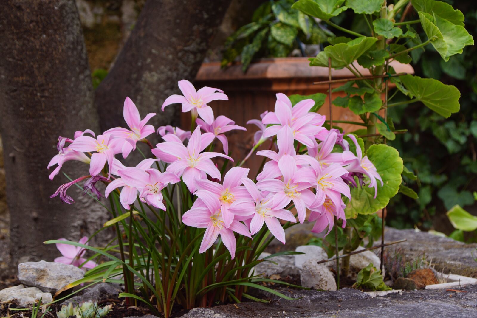 Sony SLT-A68 + Sony DT 18-200mm F3.5-6.3 sample photo. Flower, violet, garden photography