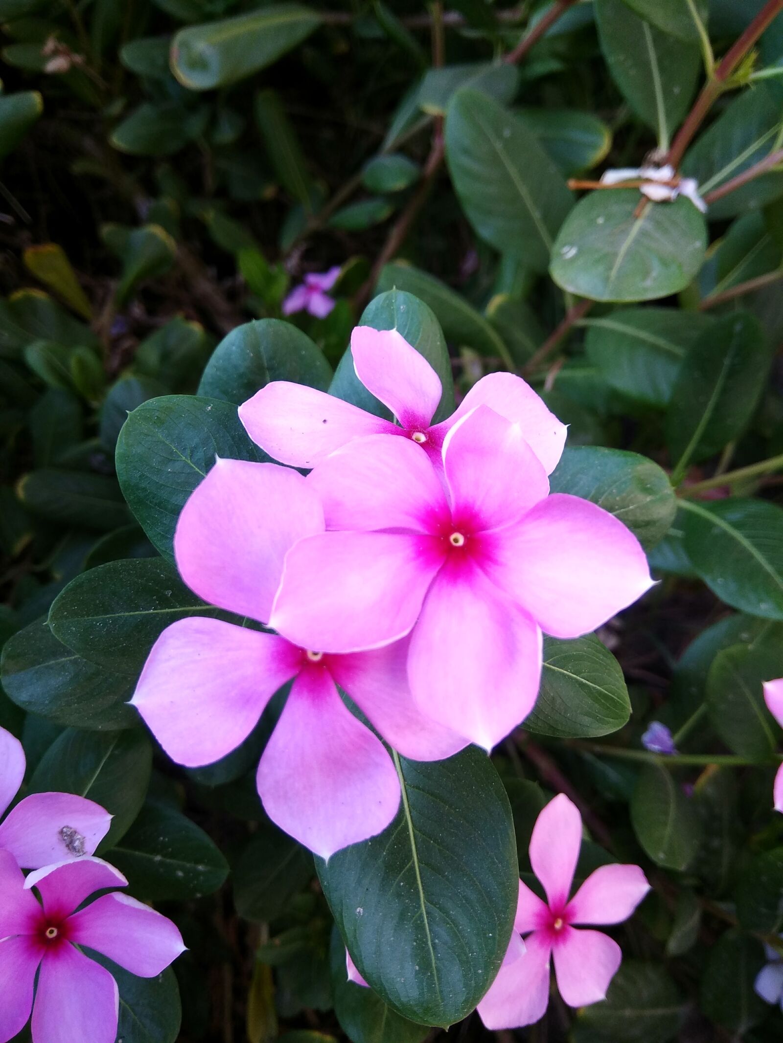 Xiaomi Redmi Note 4 sample photo. Phone click, catharanthus roseus photography