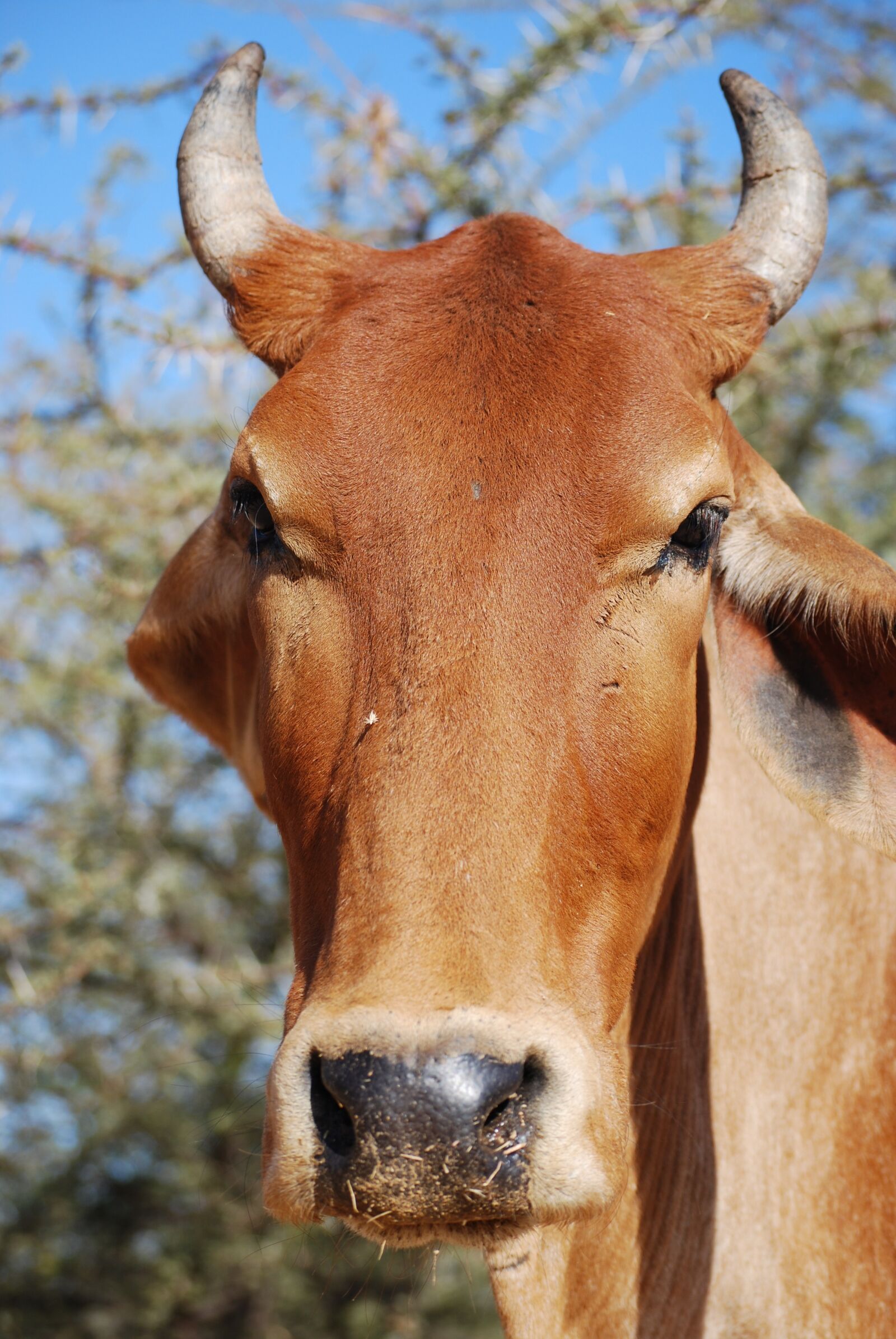 Nikon D40X sample photo. Cow, holy, india photography