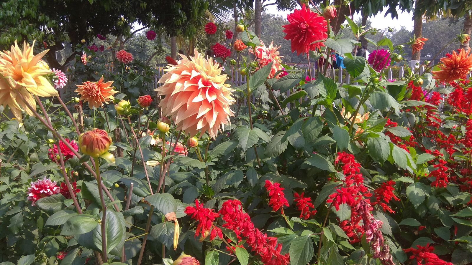 Xiaomi Redmi Note 4 sample photo. Flowers, harder flower, the photography