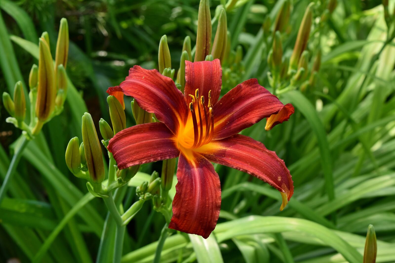 Nikon D5500 sample photo. Beautiful flowers, close-up, detail photography