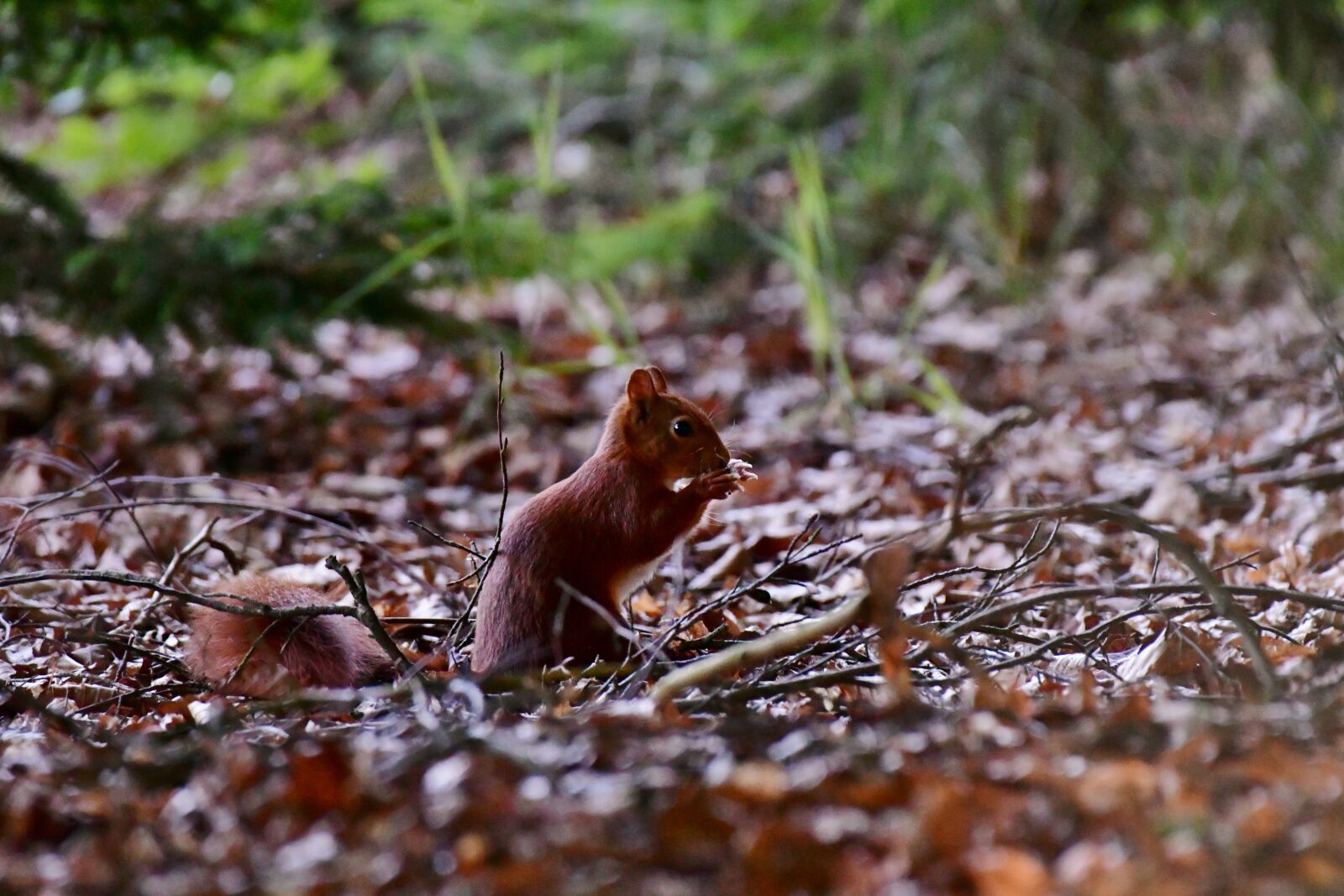 Nikon D500 sample photo. Squirrel, forest, mammal photography