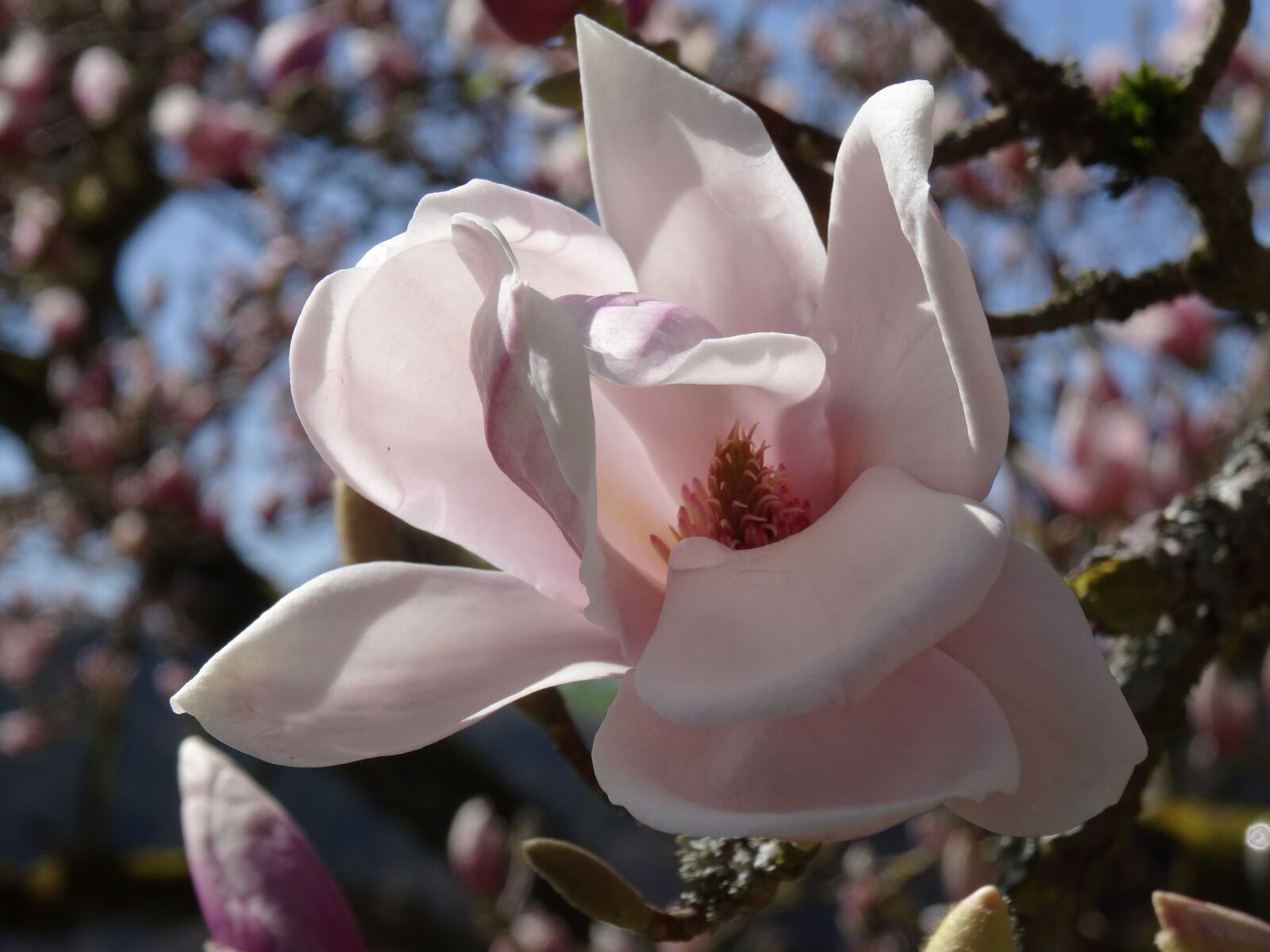 Sony DSC-HX50 sample photo. Flower, magnolia, plant photography