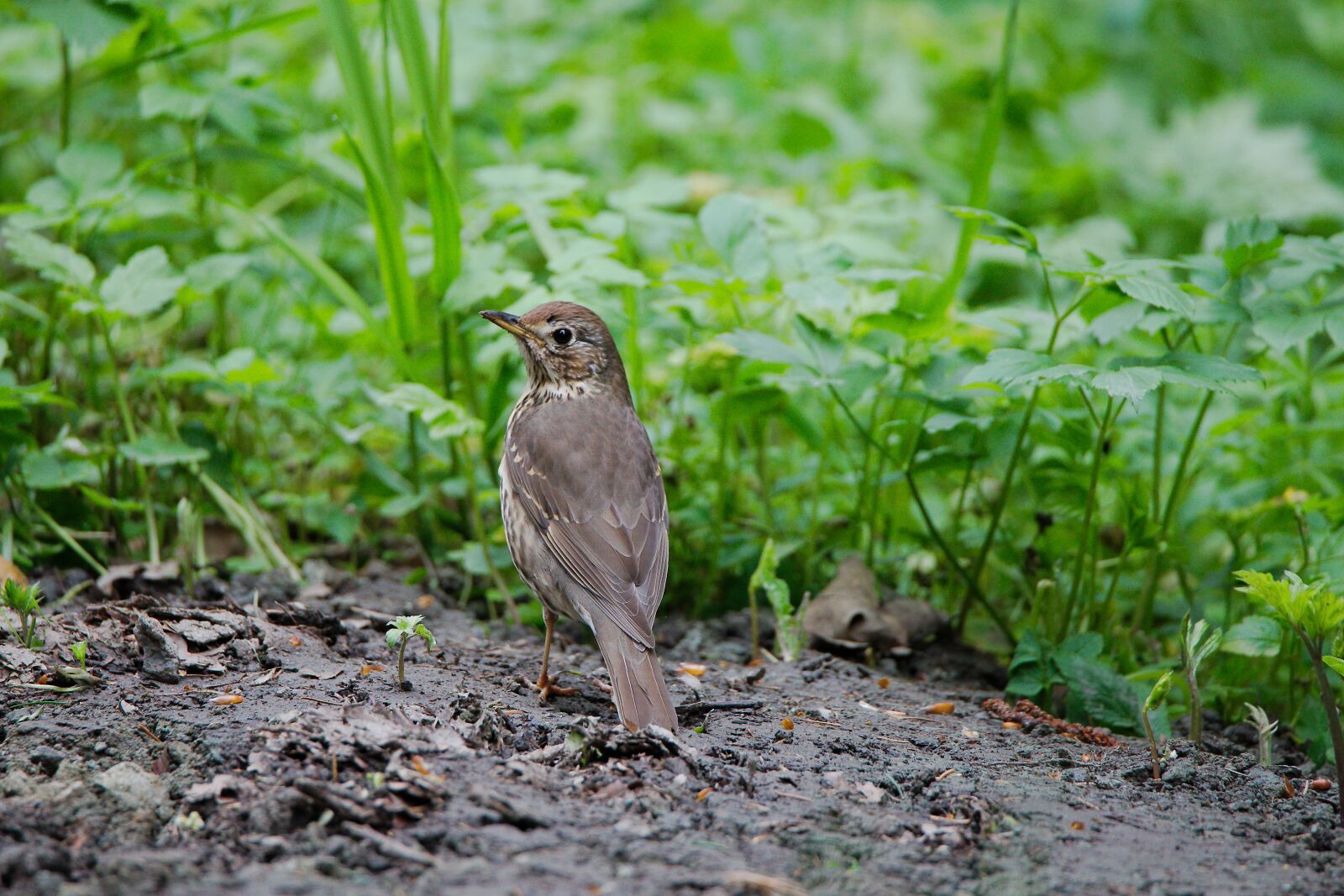 Canon EOS 6D sample photo. Nature, animal world, grass photography
