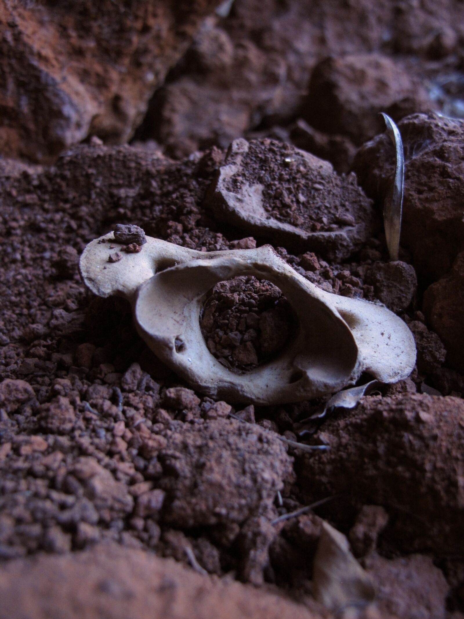 Canon PowerShot G12 sample photo. Vertebra, animal, nature photography